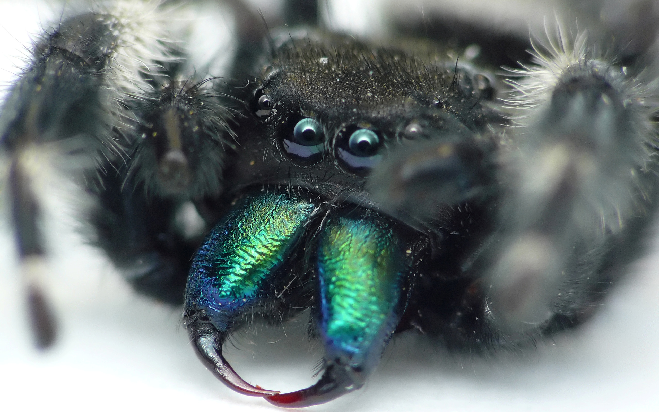 Laden Sie das Tiere, Spinne, Reißzähne, Spinnen-Bild kostenlos auf Ihren PC-Desktop herunter