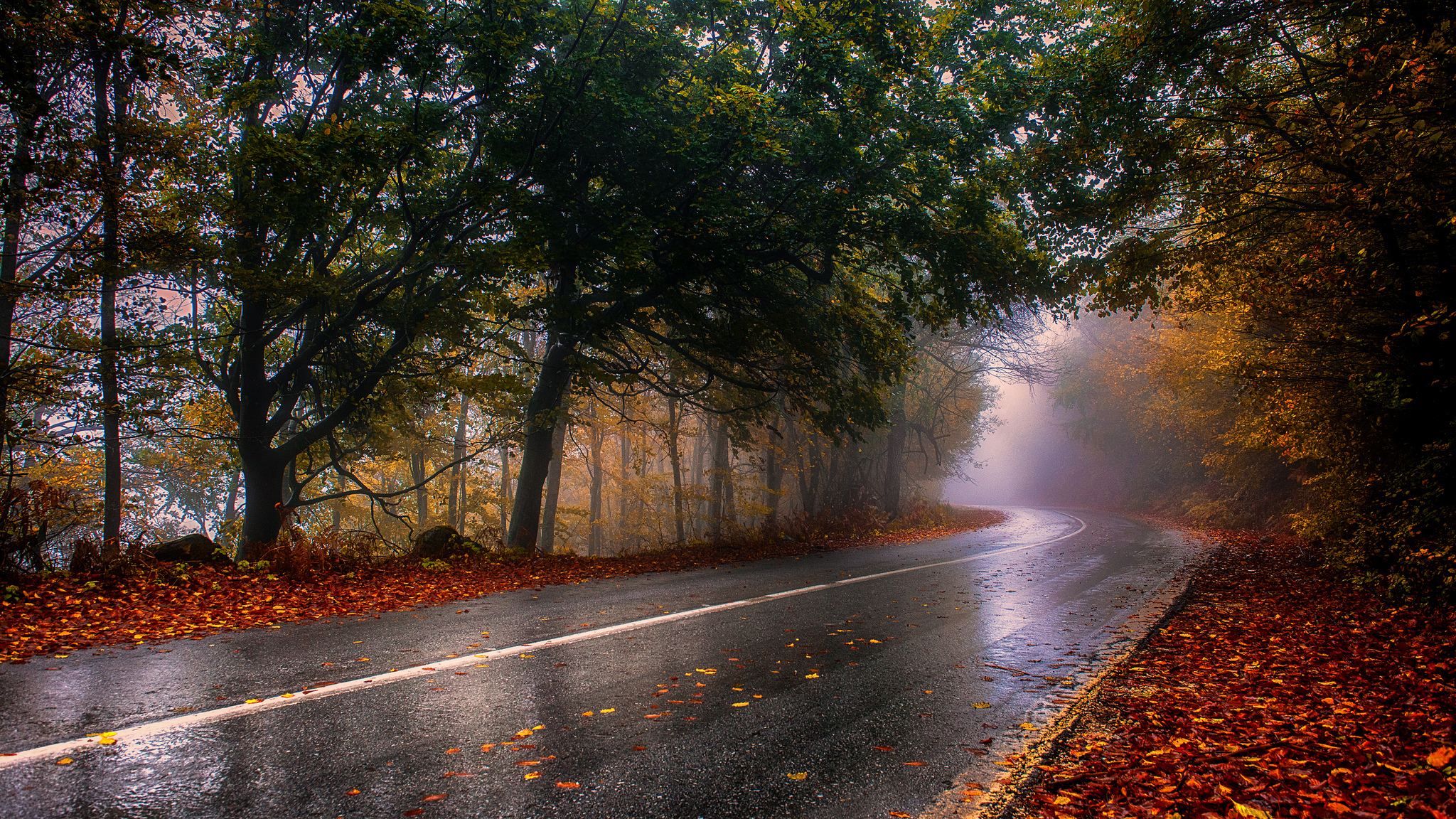 Download mobile wallpaper Road, Forest, Leaf, Fall, Man Made for free.