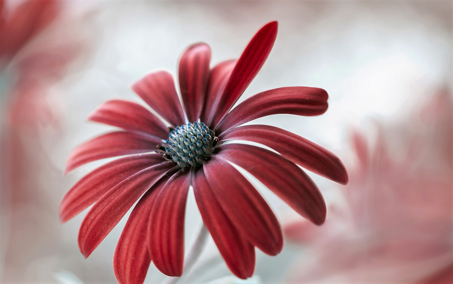 Téléchargez gratuitement l'image Fleurs, Fleur, Pétale, Marguerite, Fleur Rouge, Terre/nature sur le bureau de votre PC