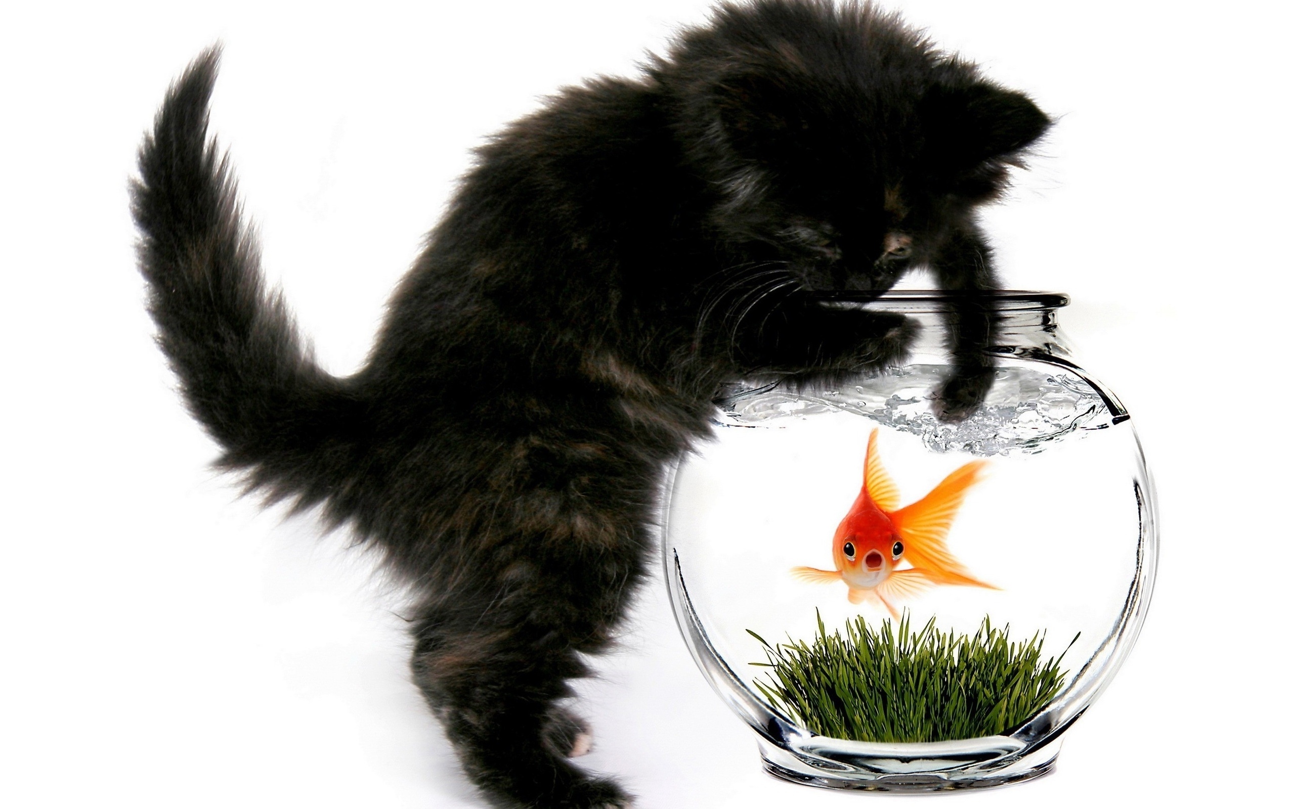27716 скачать картинку кошки (коты котики), черные, аквариумы, рыбы, животные - обои и заставки бесплатно
