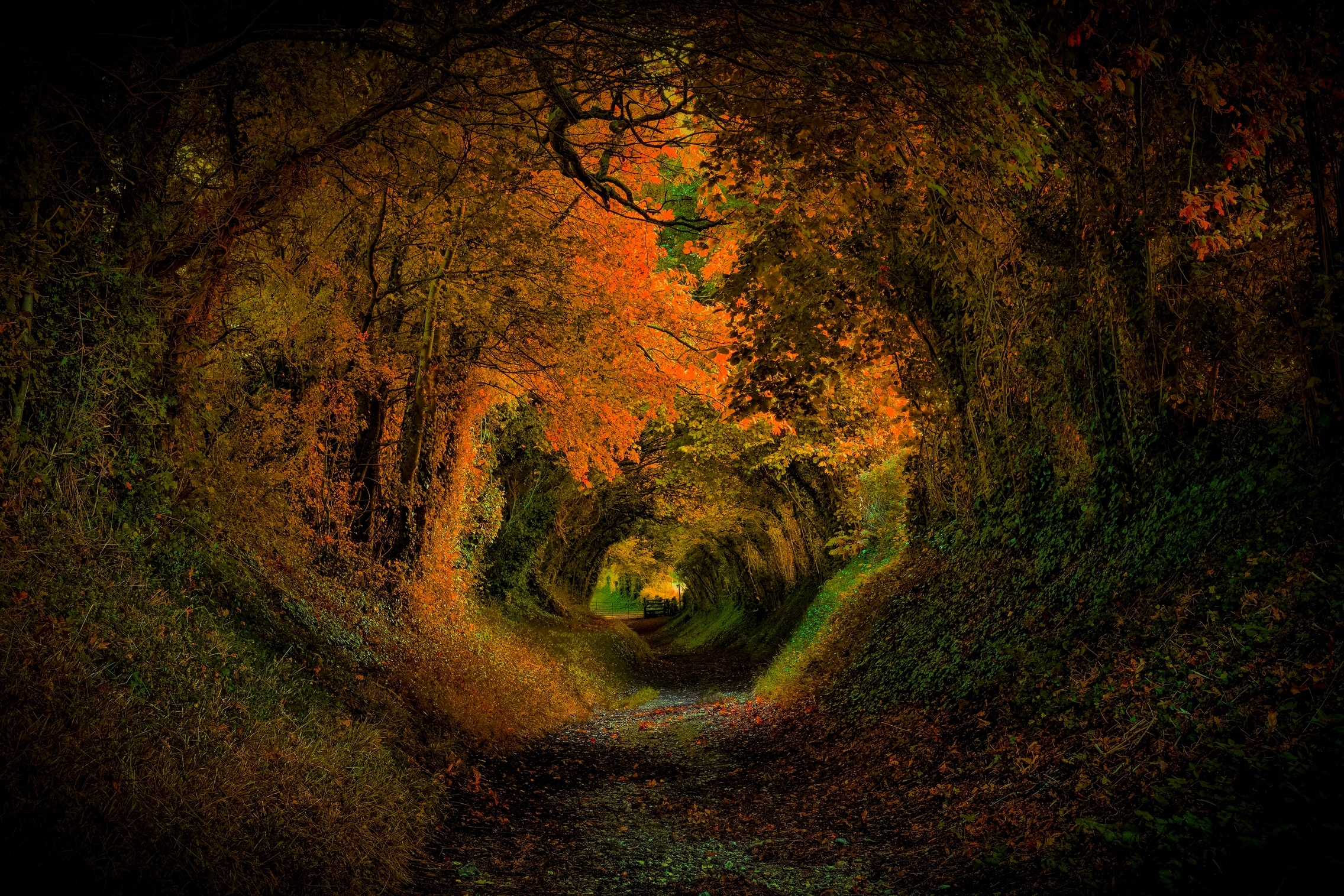 Скачать картинку Осень, Дорога, Лес, Туннель, Земля/природа в телефон бесплатно.
