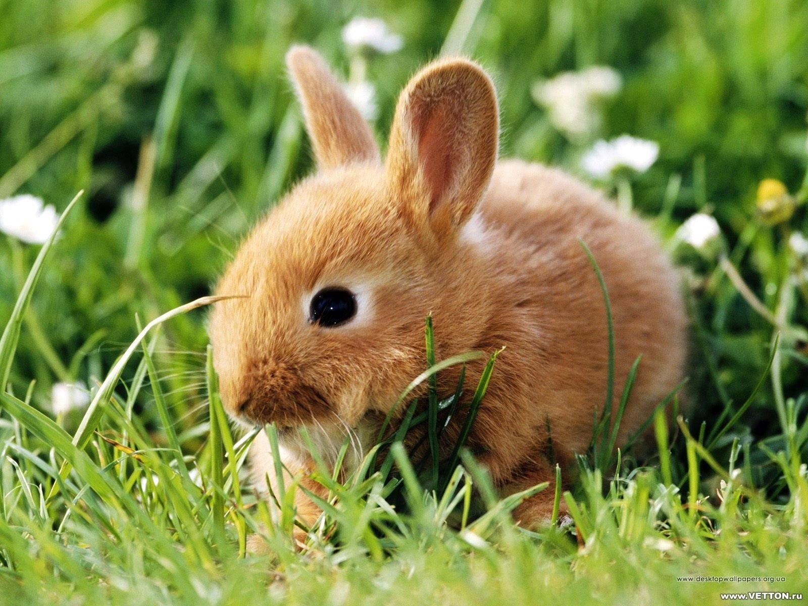 238 télécharger l'image lapins, animaux - fonds d'écran et économiseurs d'écran gratuits