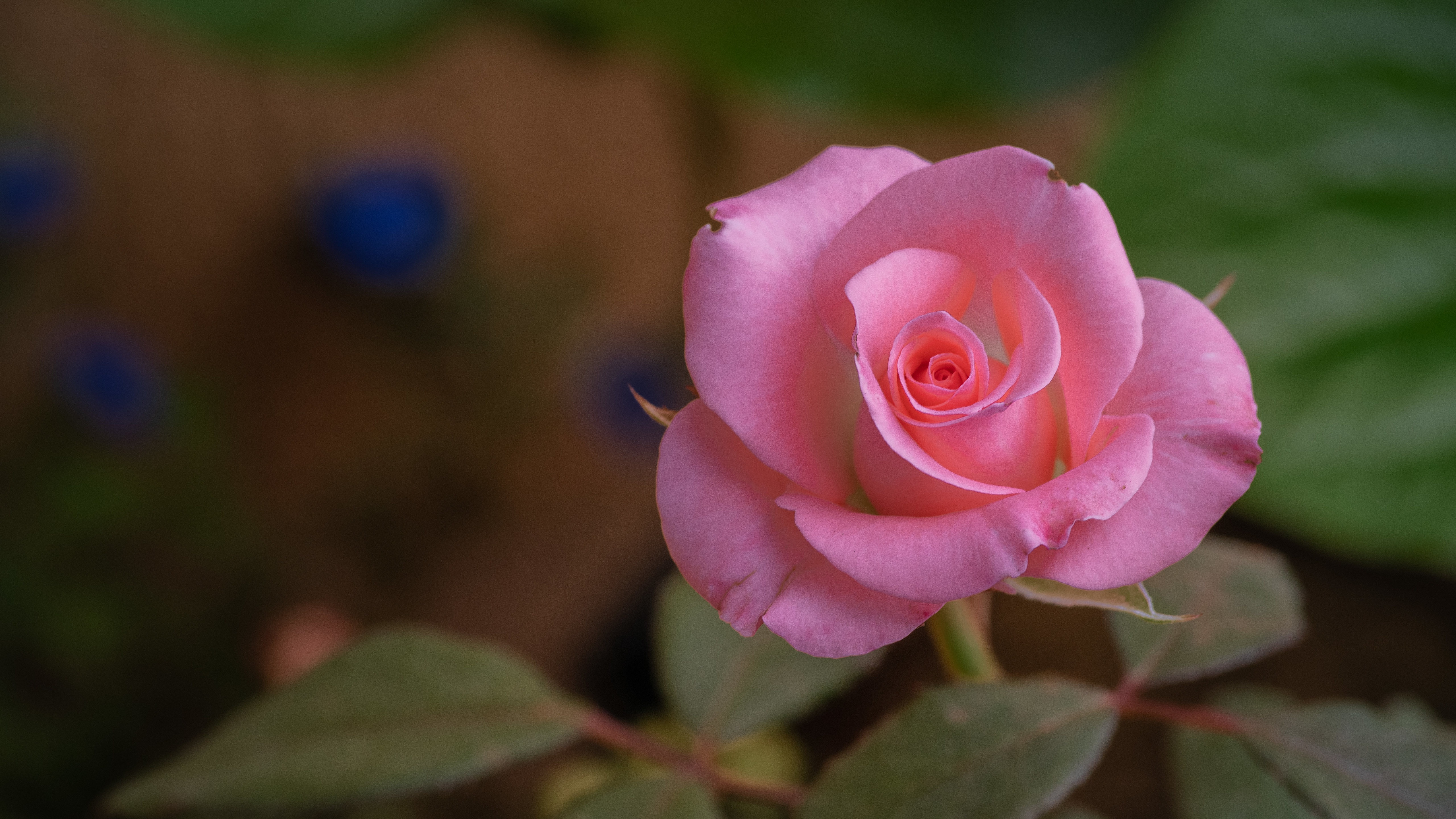 Laden Sie das Blumen, Rose, Erde/natur-Bild kostenlos auf Ihren PC-Desktop herunter