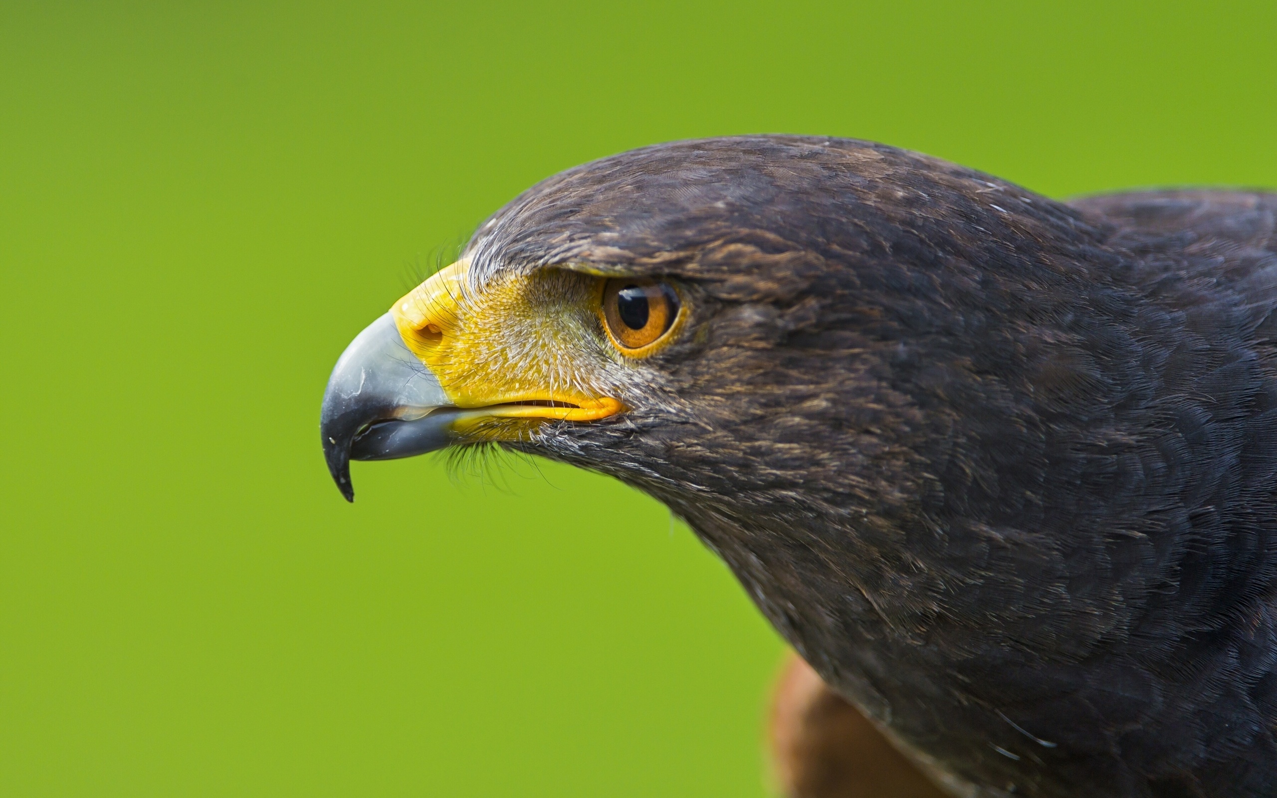 Baixe gratuitamente a imagem Animais, Aves, Pássaro na área de trabalho do seu PC