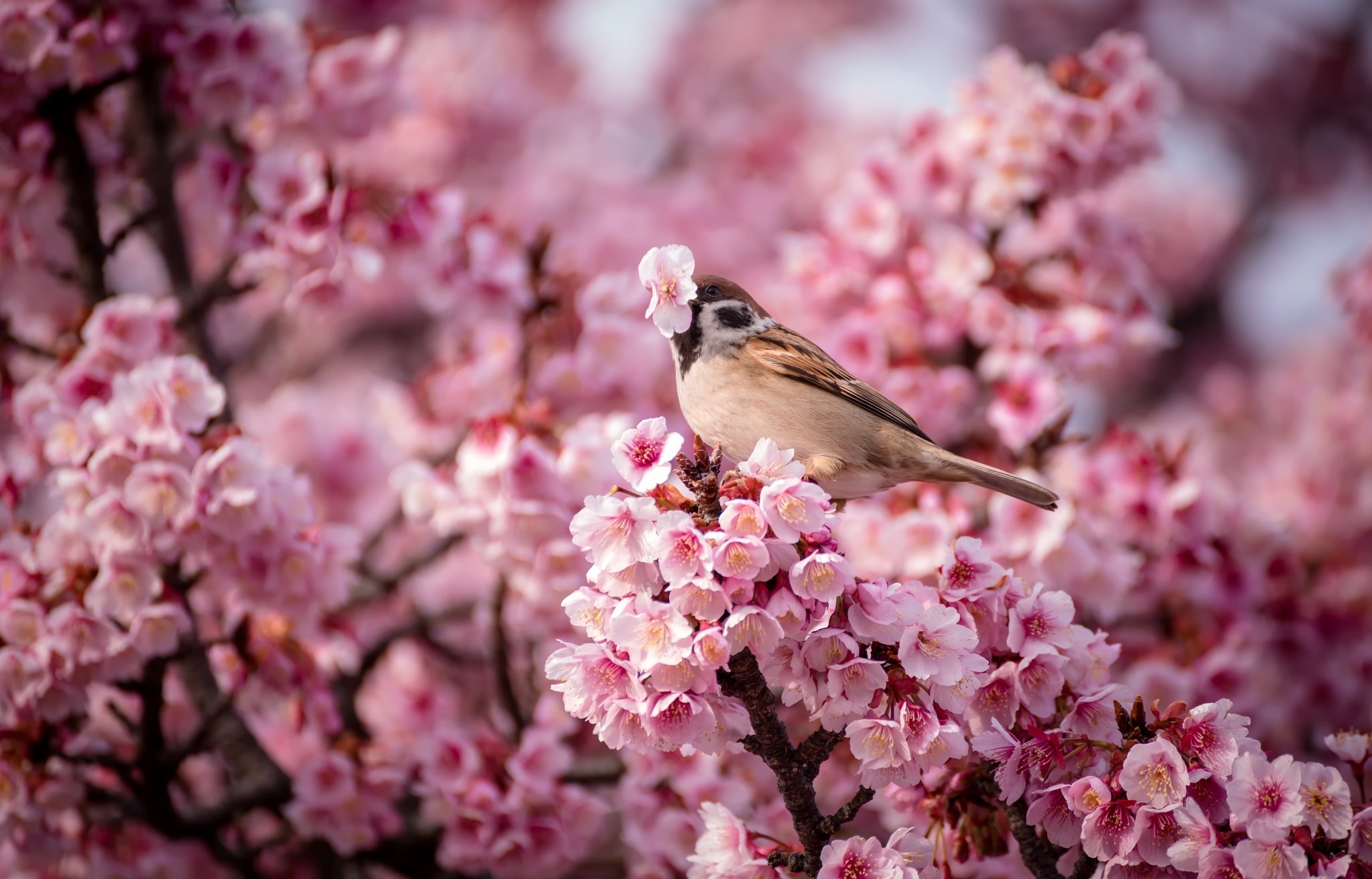 Laden Sie das Tiere, Vögel, Vogel-Bild kostenlos auf Ihren PC-Desktop herunter