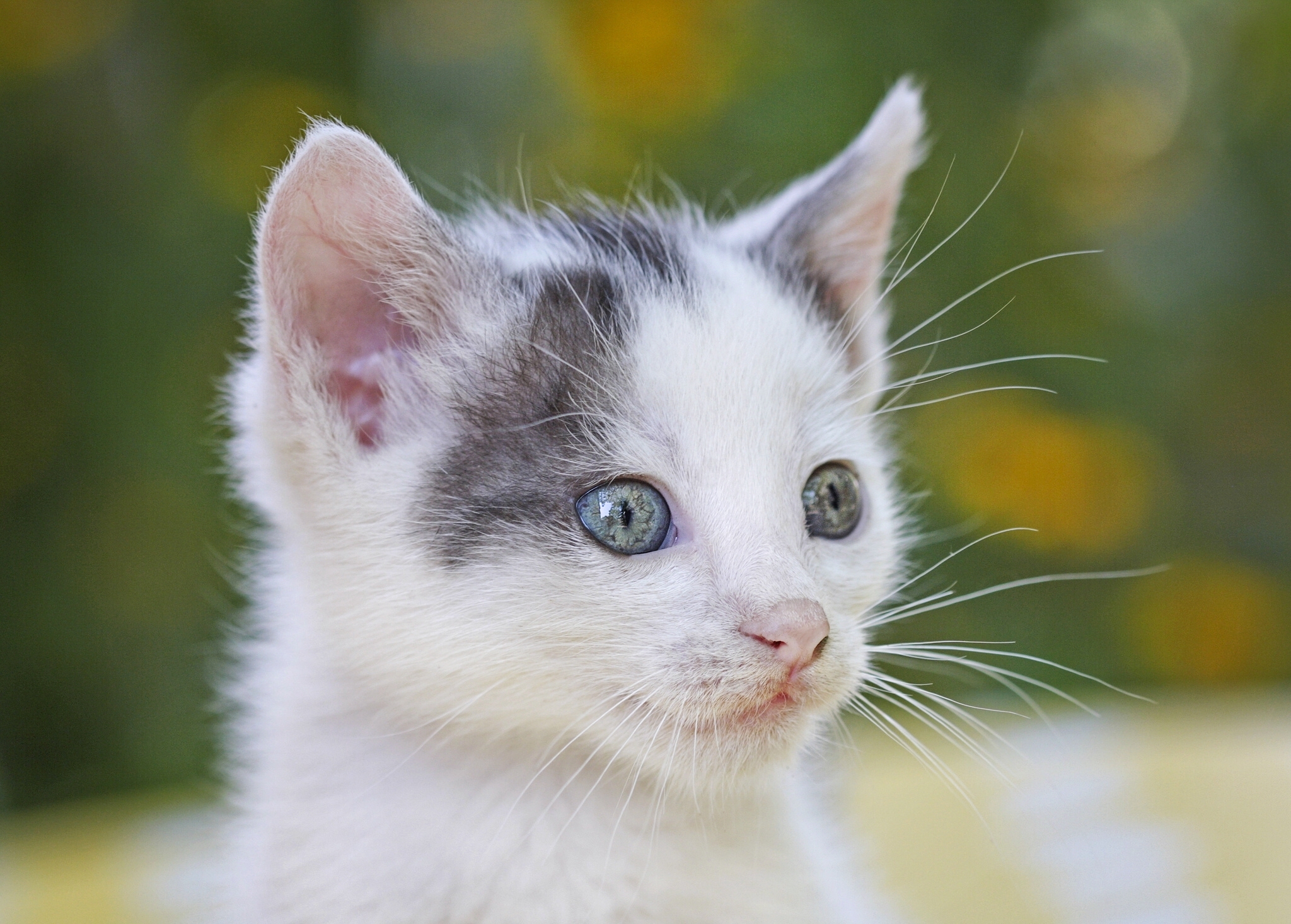 Download mobile wallpaper Cats, Cat, Kitten, Animal, Bokeh for free.