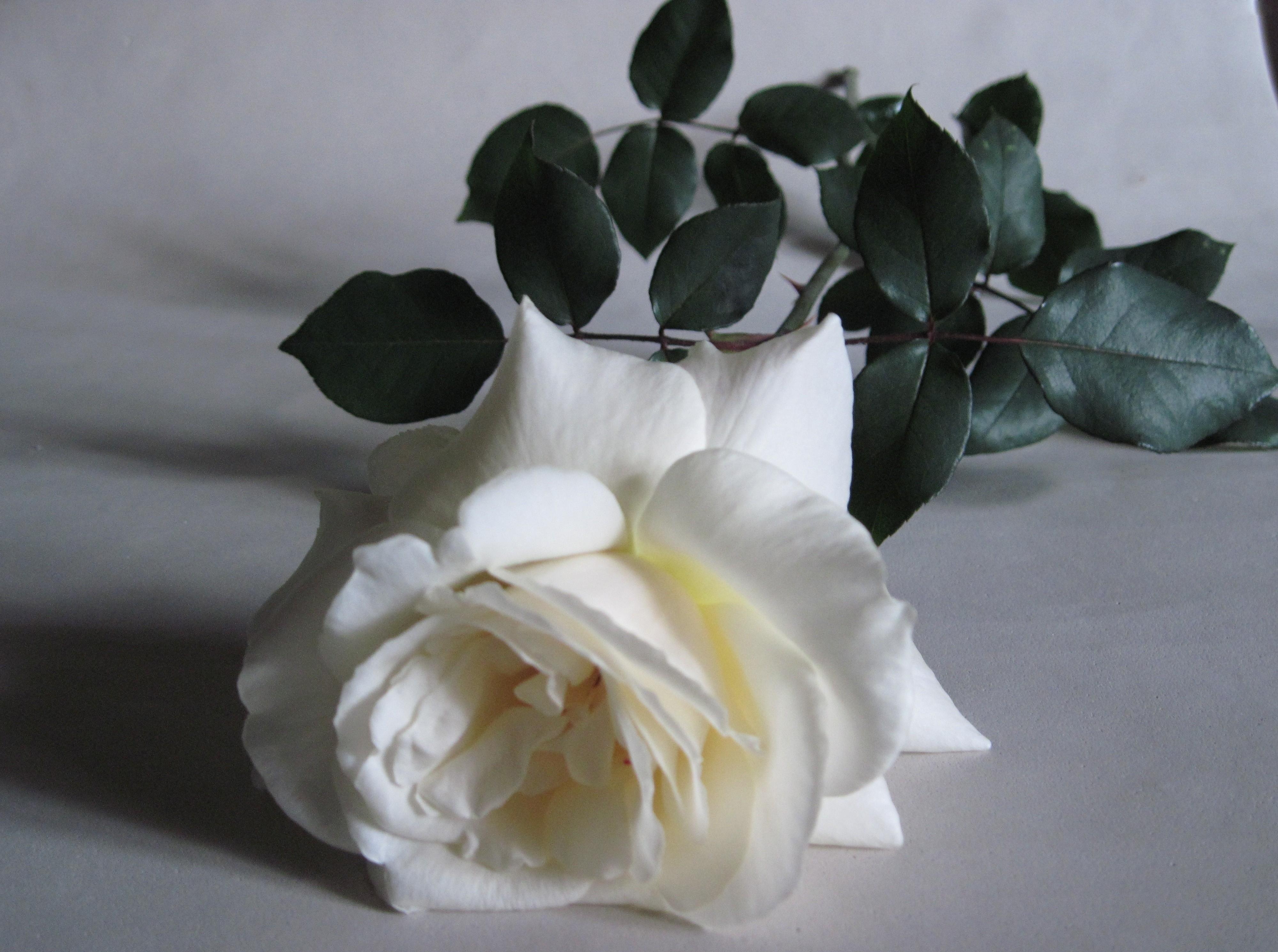 117095 завантажити шпалери квіти, листя, білий, квітка, роза, троянда, бутон, брунька, біла - заставки і картинки безкоштовно