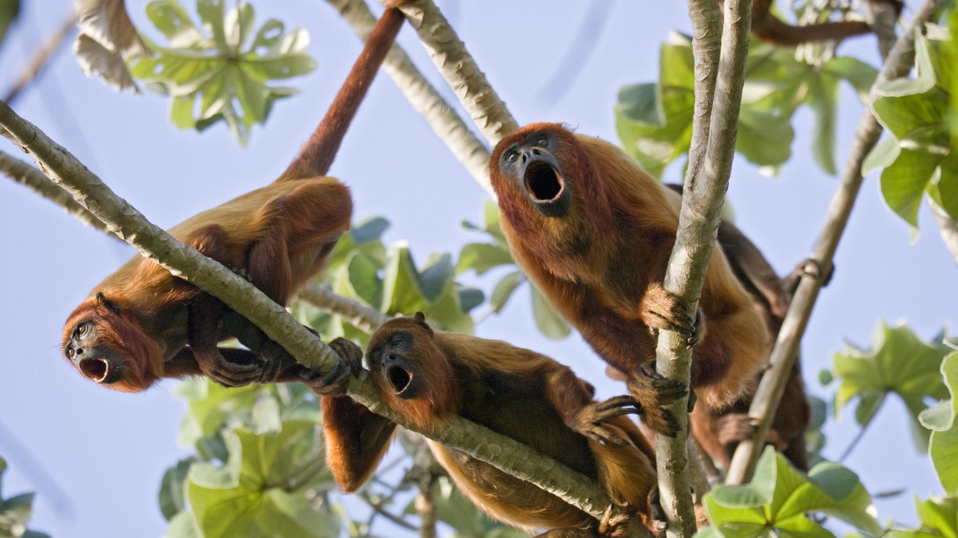 Baixe gratuitamente a imagem Animais, Macaco na área de trabalho do seu PC