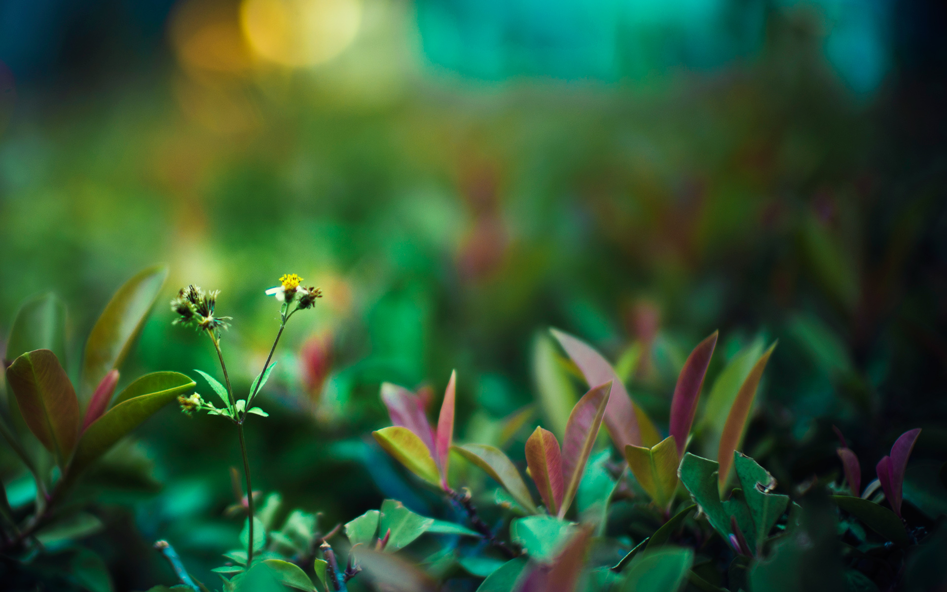 Laden Sie das Nahansicht, Erde/natur-Bild kostenlos auf Ihren PC-Desktop herunter