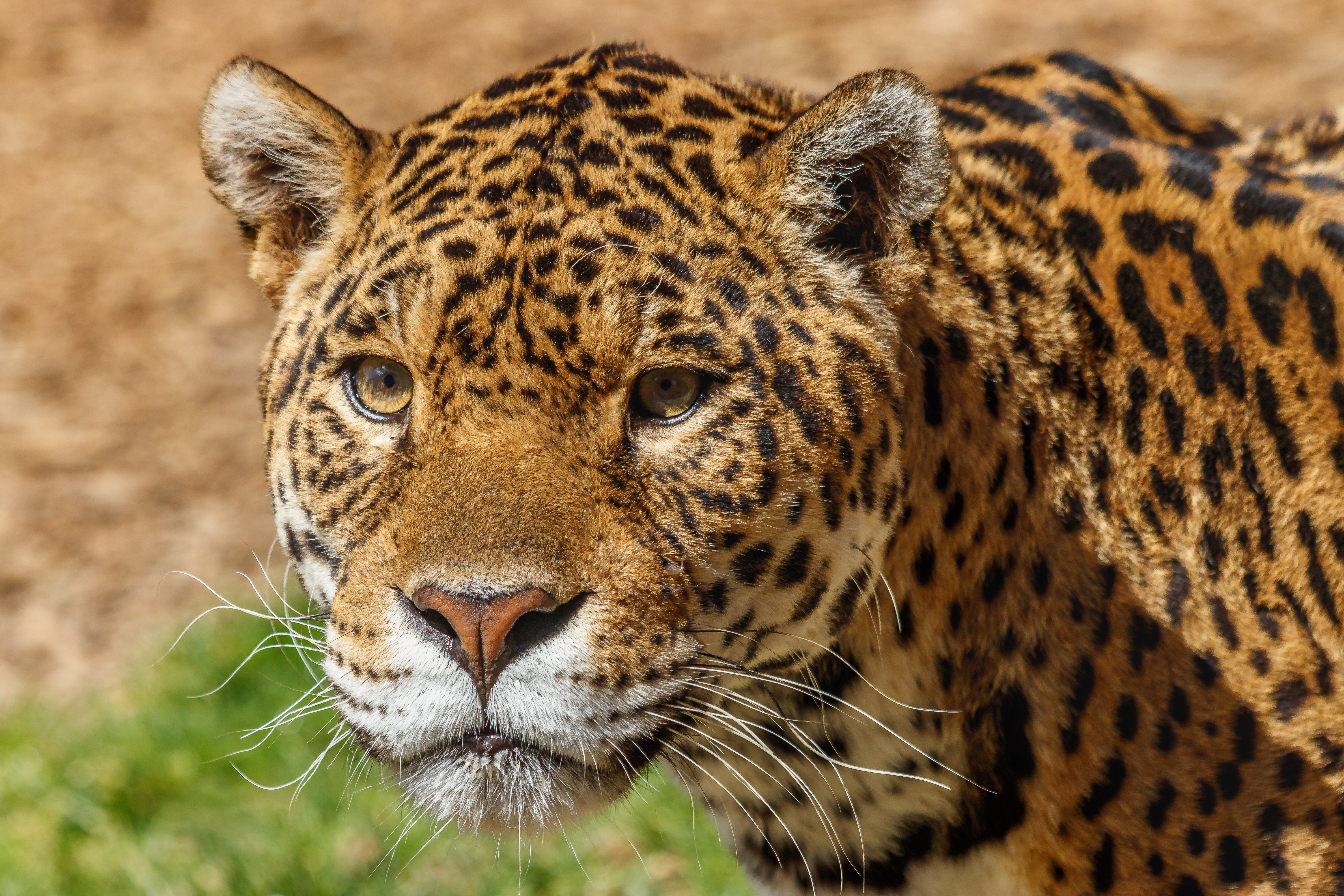 Descarga gratuita de fondo de pantalla para móvil de Animales, Gatos, Leopardo.