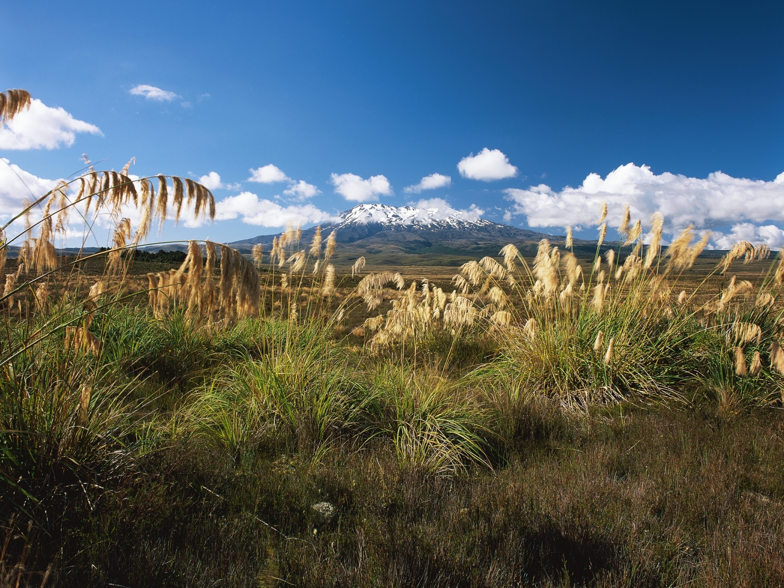 Free download wallpaper Plants, Landscape, Grass on your PC desktop