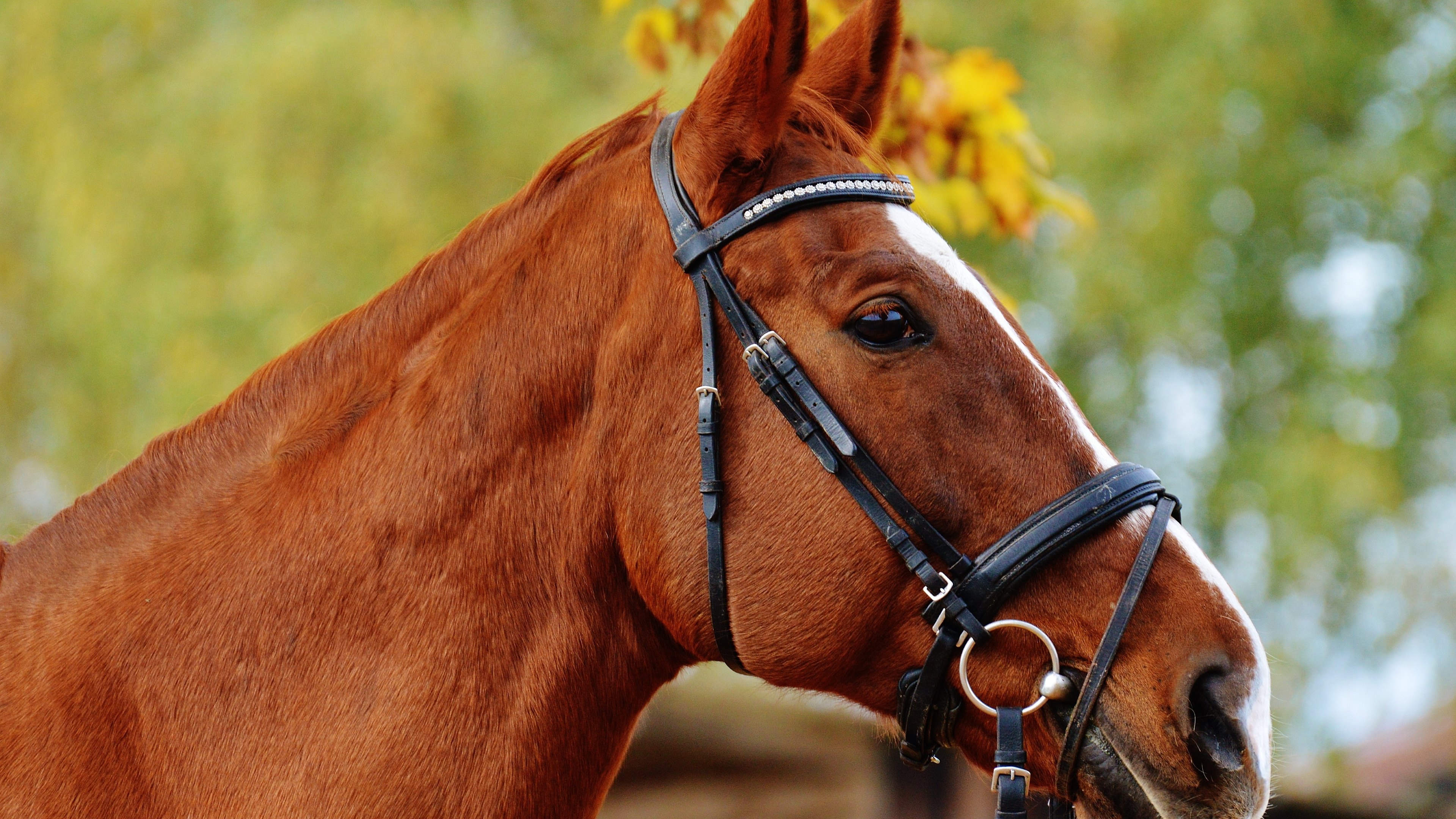 Download mobile wallpaper Close Up, Animal, Bokeh, Horse for free.