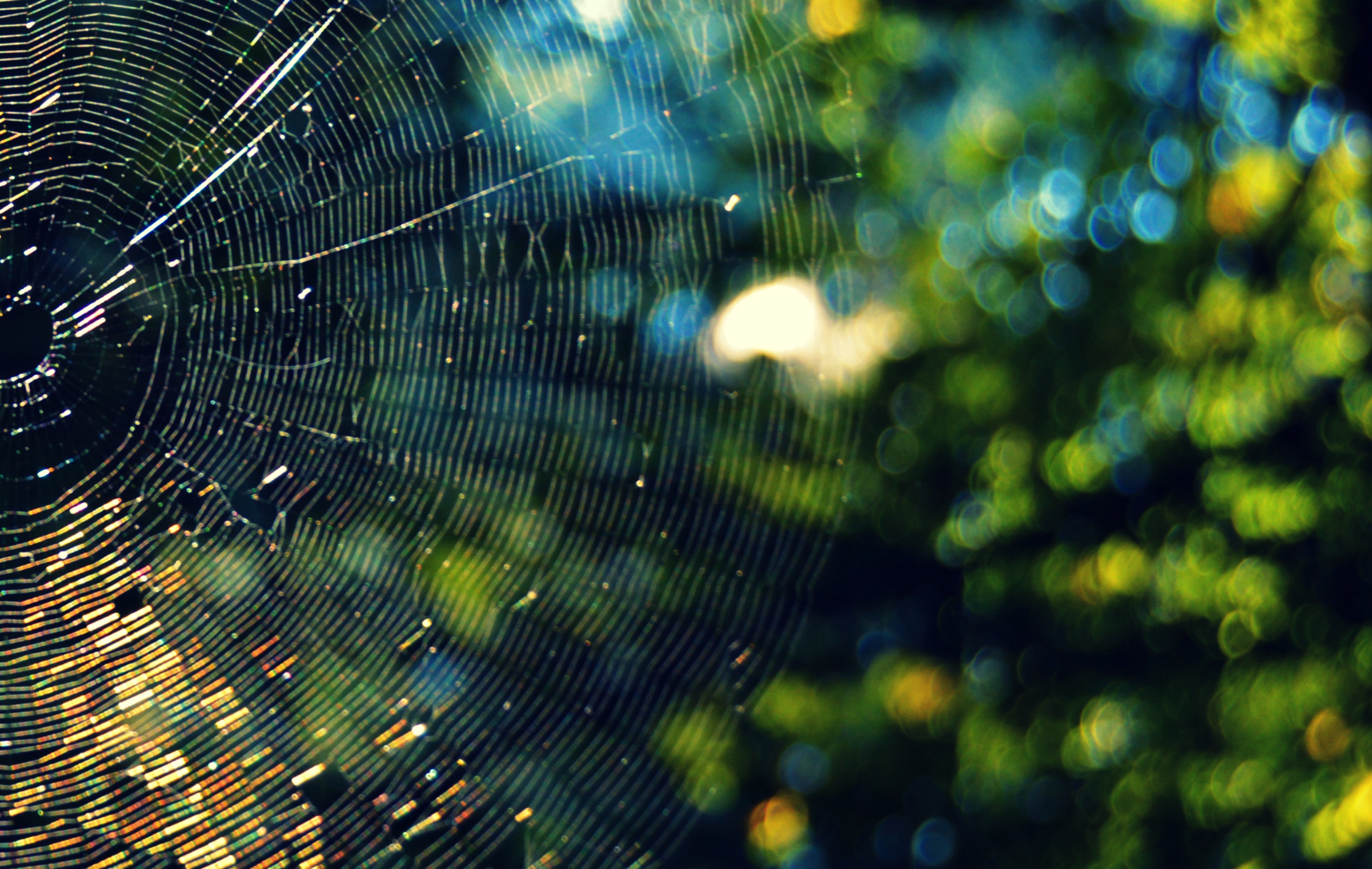 Download mobile wallpaper Macro, Bokeh, Sunny, Photography, Spider Web for free.