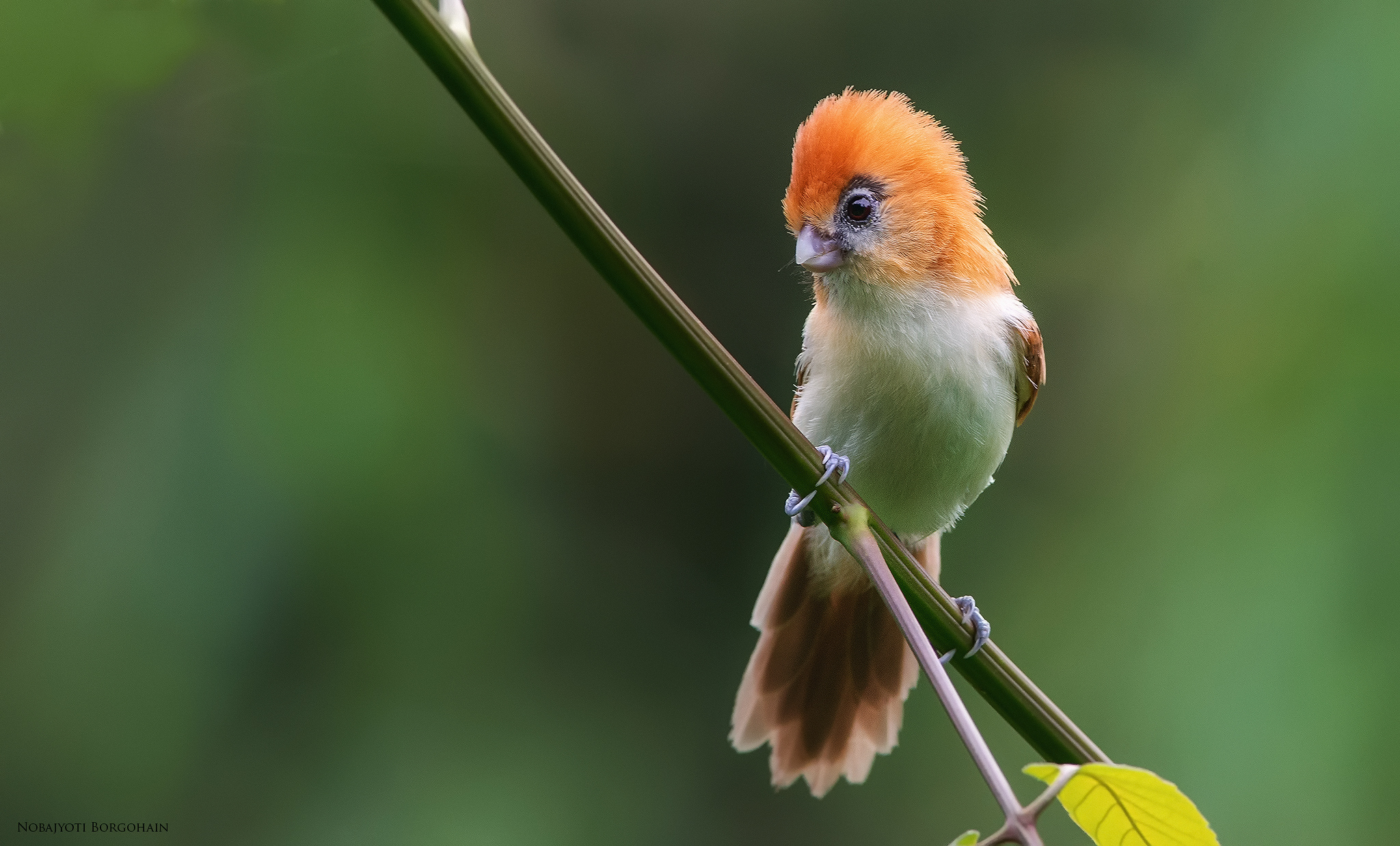 Download mobile wallpaper Birds, Macro, Bird, Blur, Animal, Parrotbill for free.
