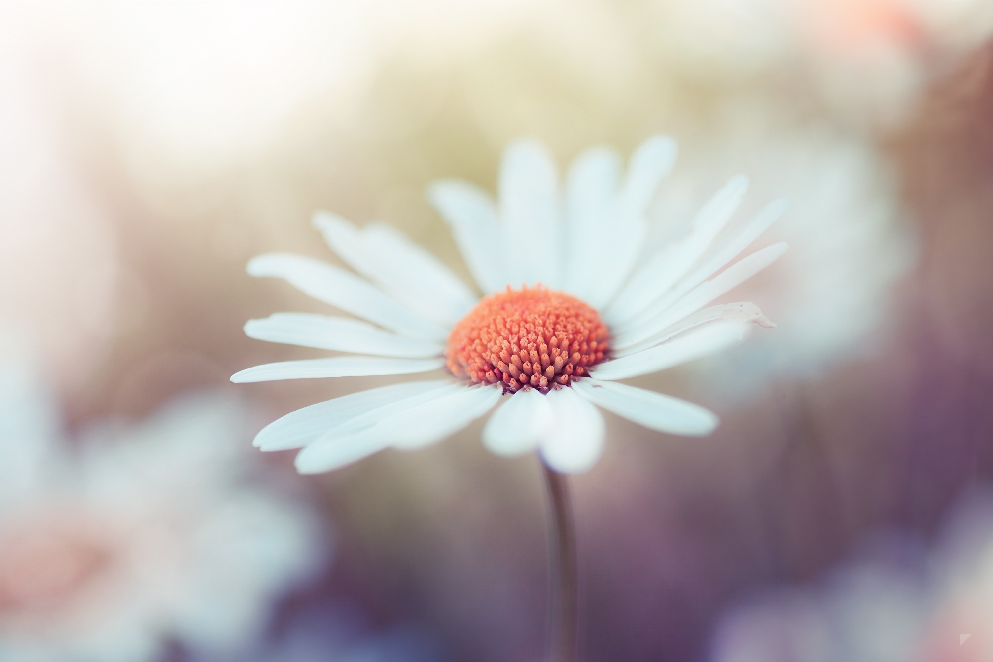 389209 Bildschirmschoner und Hintergrundbilder Blumen auf Ihrem Telefon. Laden Sie  Bilder kostenlos herunter