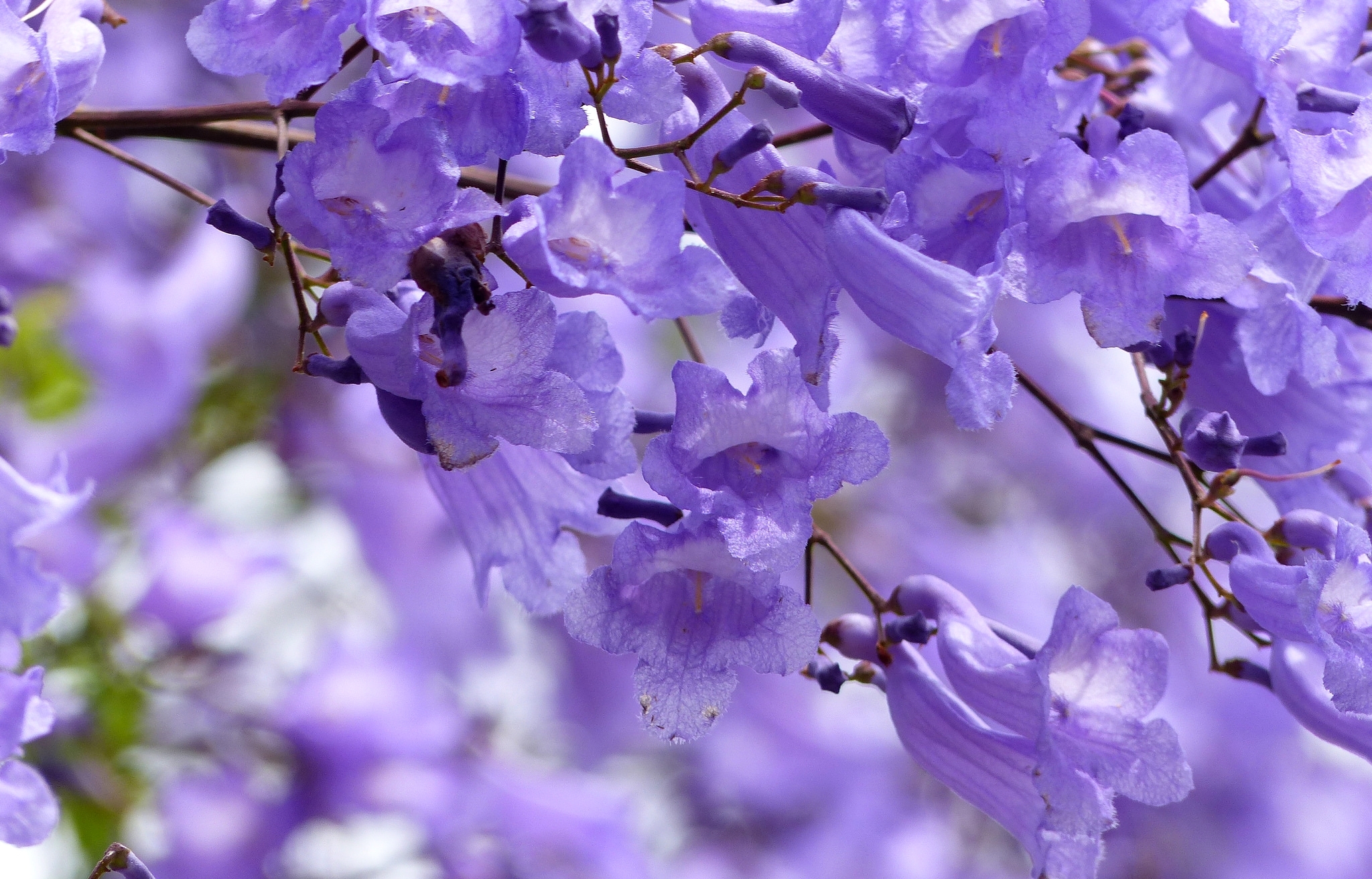 Descarga gratuita de fondo de pantalla para móvil de Naturaleza, Flores, Flor, De Cerca, Flor Purpura, Tierra/naturaleza.