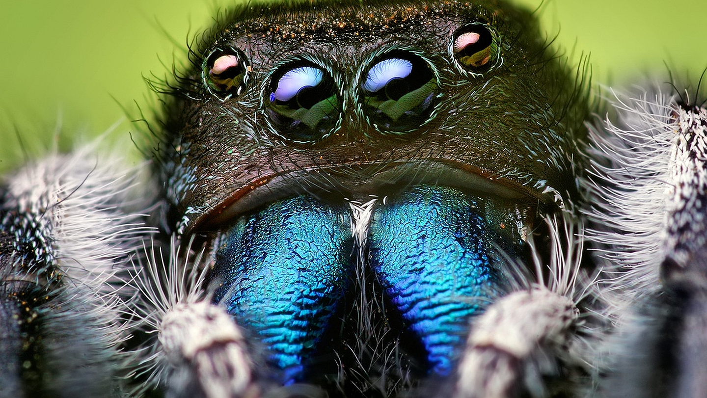 272950 descargar imagen arañas saltarinas, animales, araña, arañas: fondos de pantalla y protectores de pantalla gratis