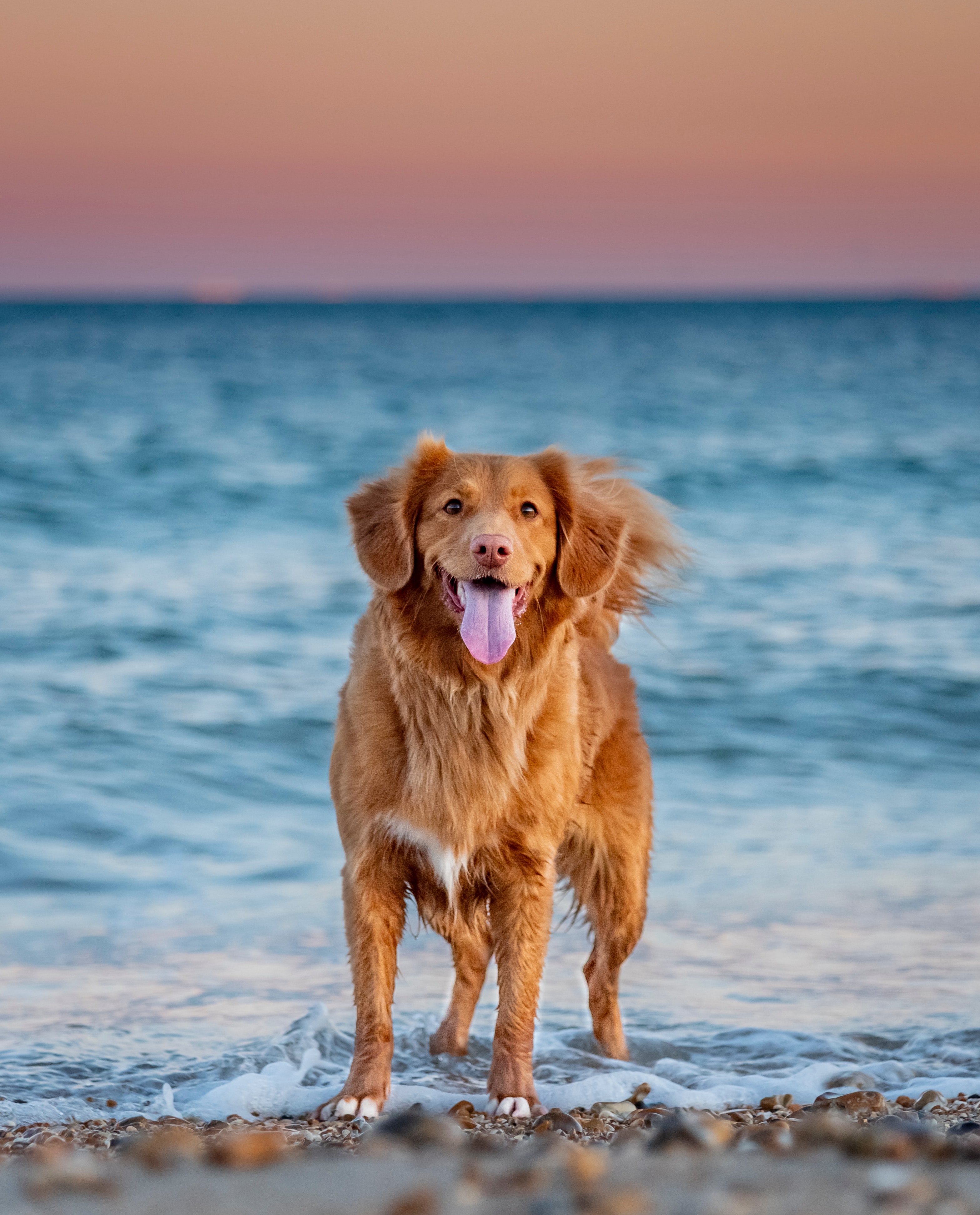 131055 скачать картинку собака, море, животные, питомец, высунутый язык, ретривер - обои и заставки бесплатно