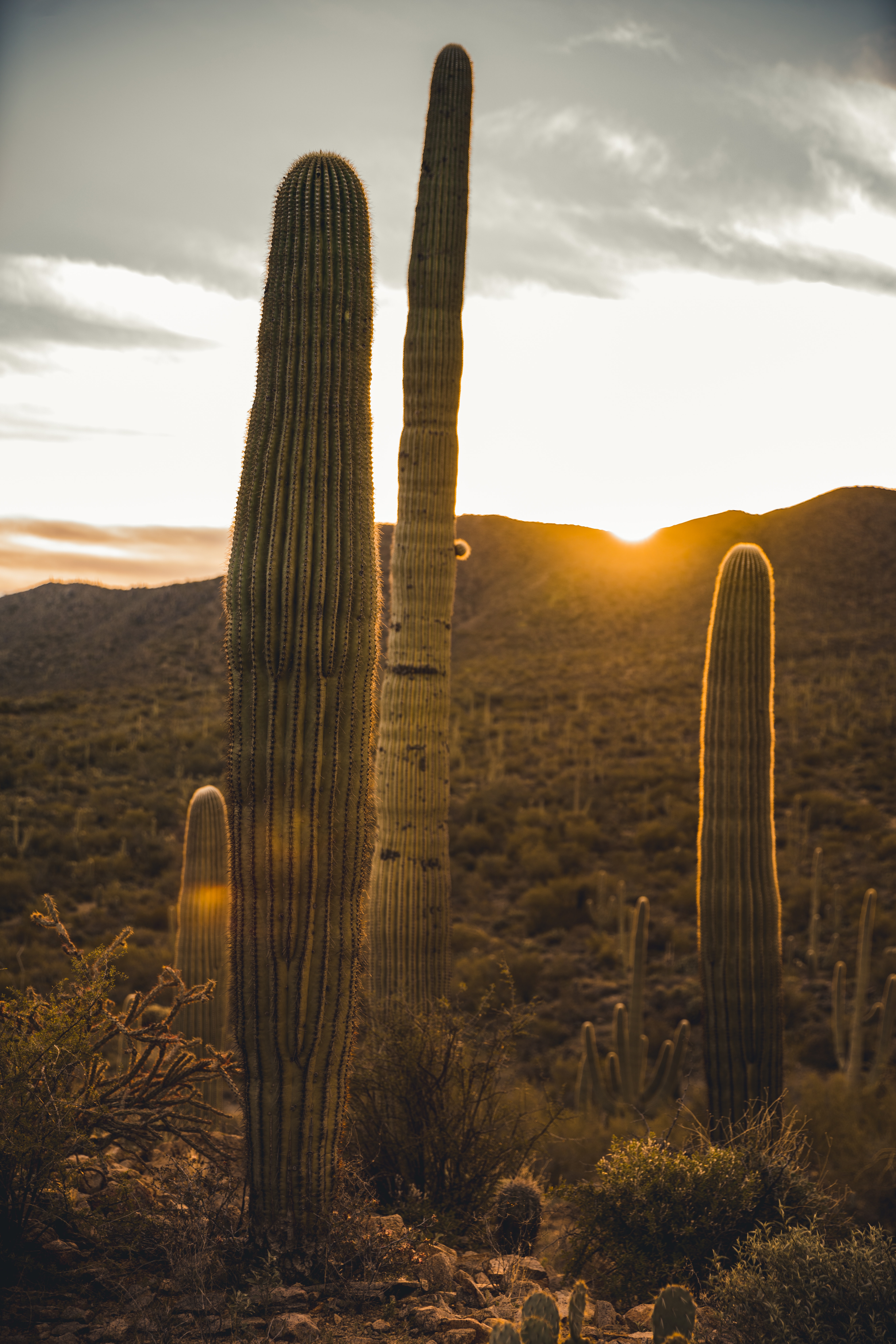 Download mobile wallpaper Nature, Sunset, Cactus, Desert for free.