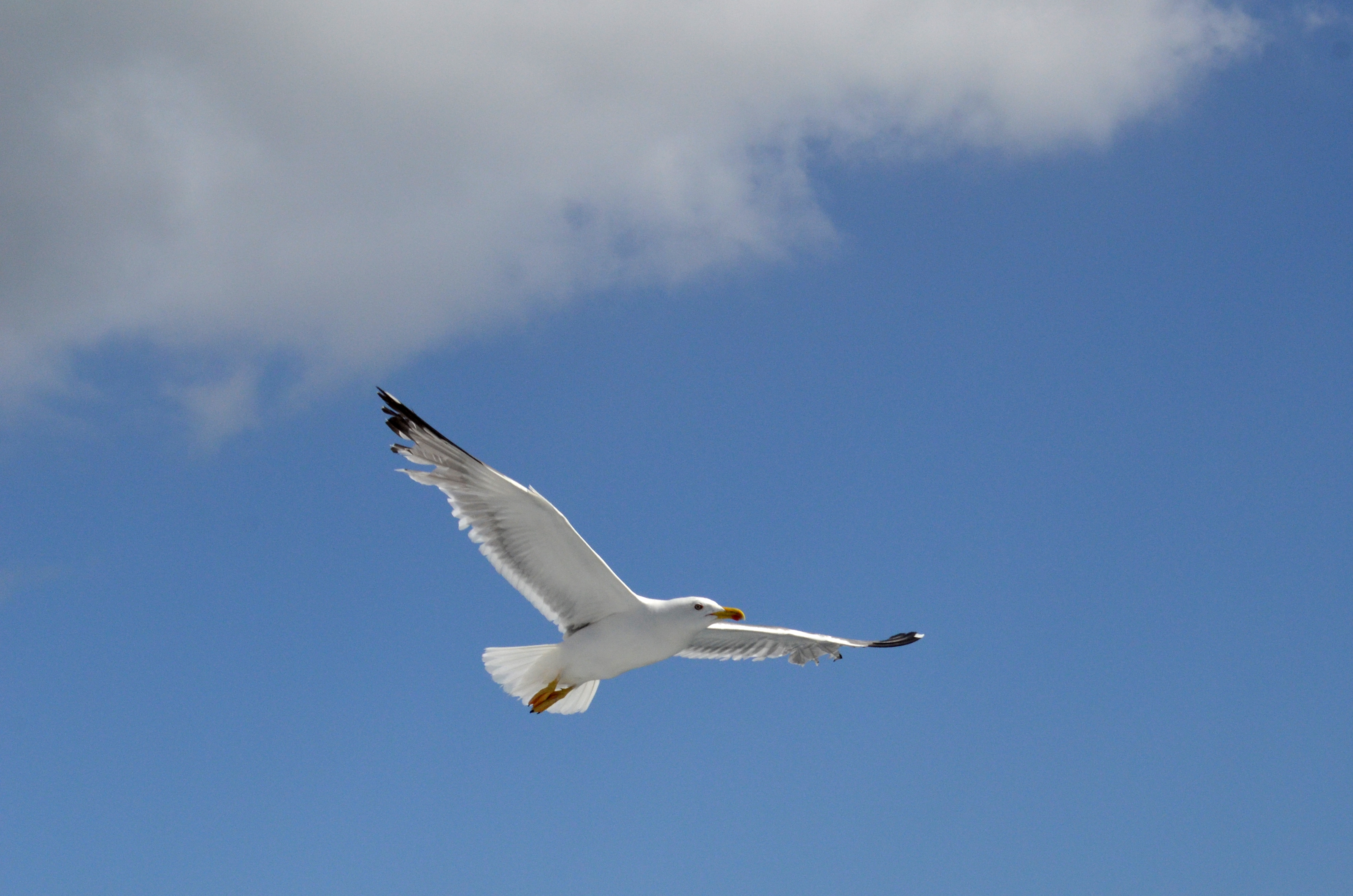 Baixar papel de parede para celular de Animais, Aves, Céu, Voar, Gaivota gratuito.