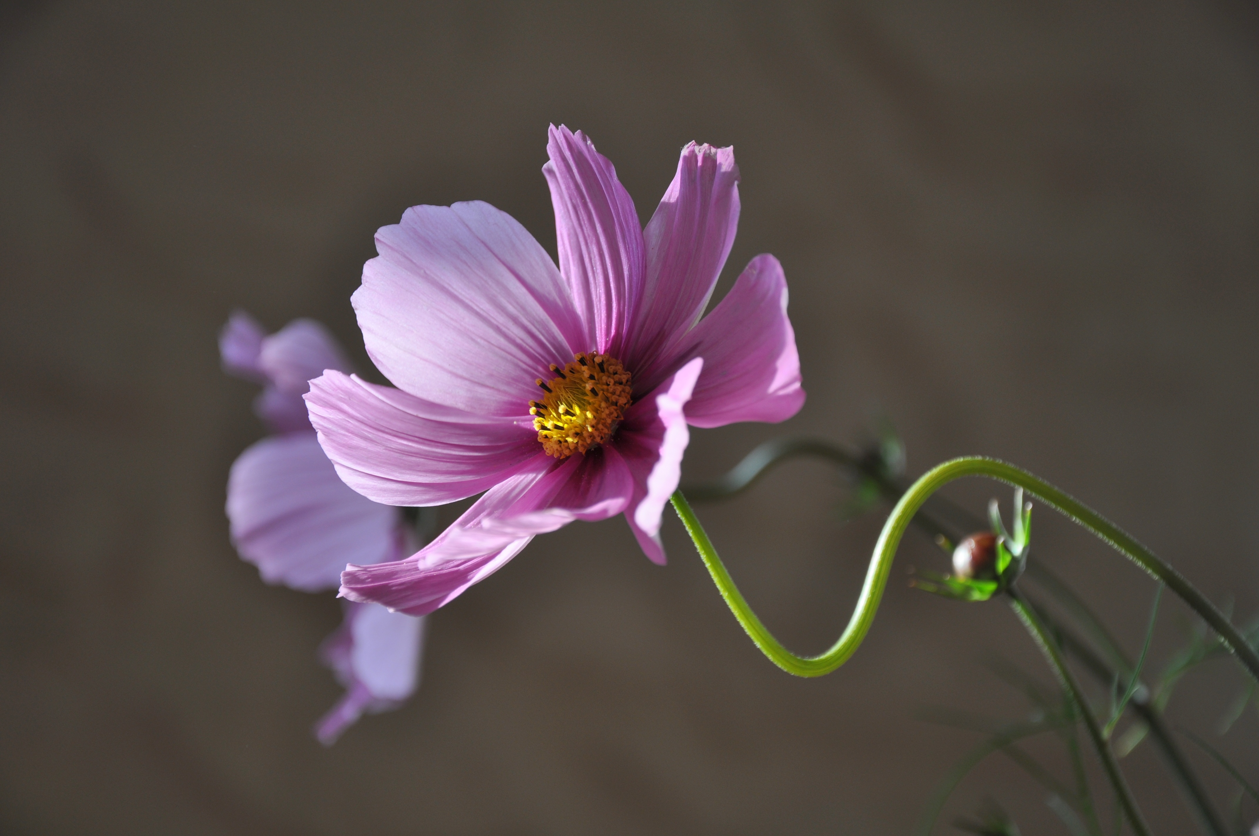 Download mobile wallpaper Flowers, Flower, Earth, Cosmos, Pink Flower for free.