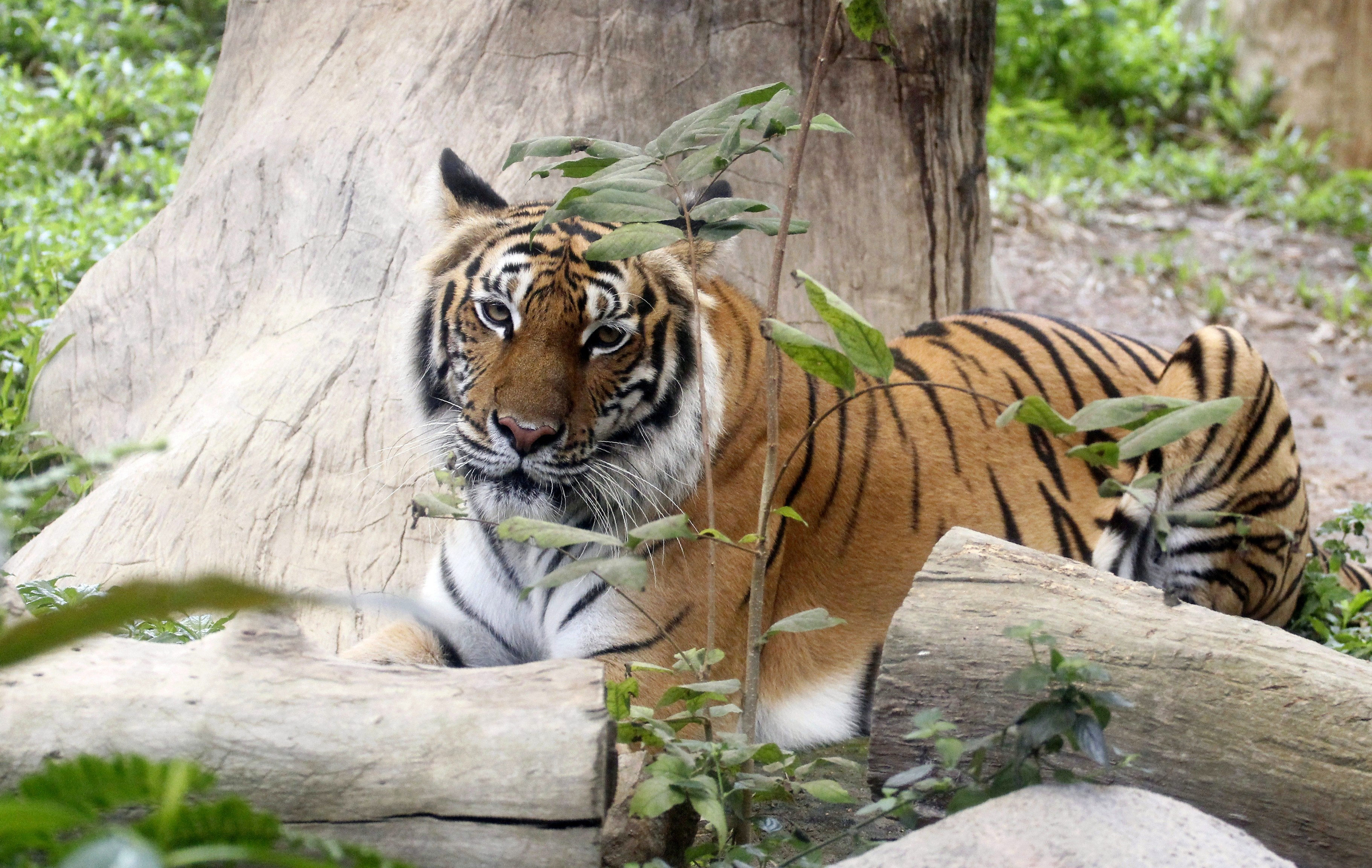 Descarga gratuita de fondo de pantalla para móvil de Animales, Gatos, Tigre.