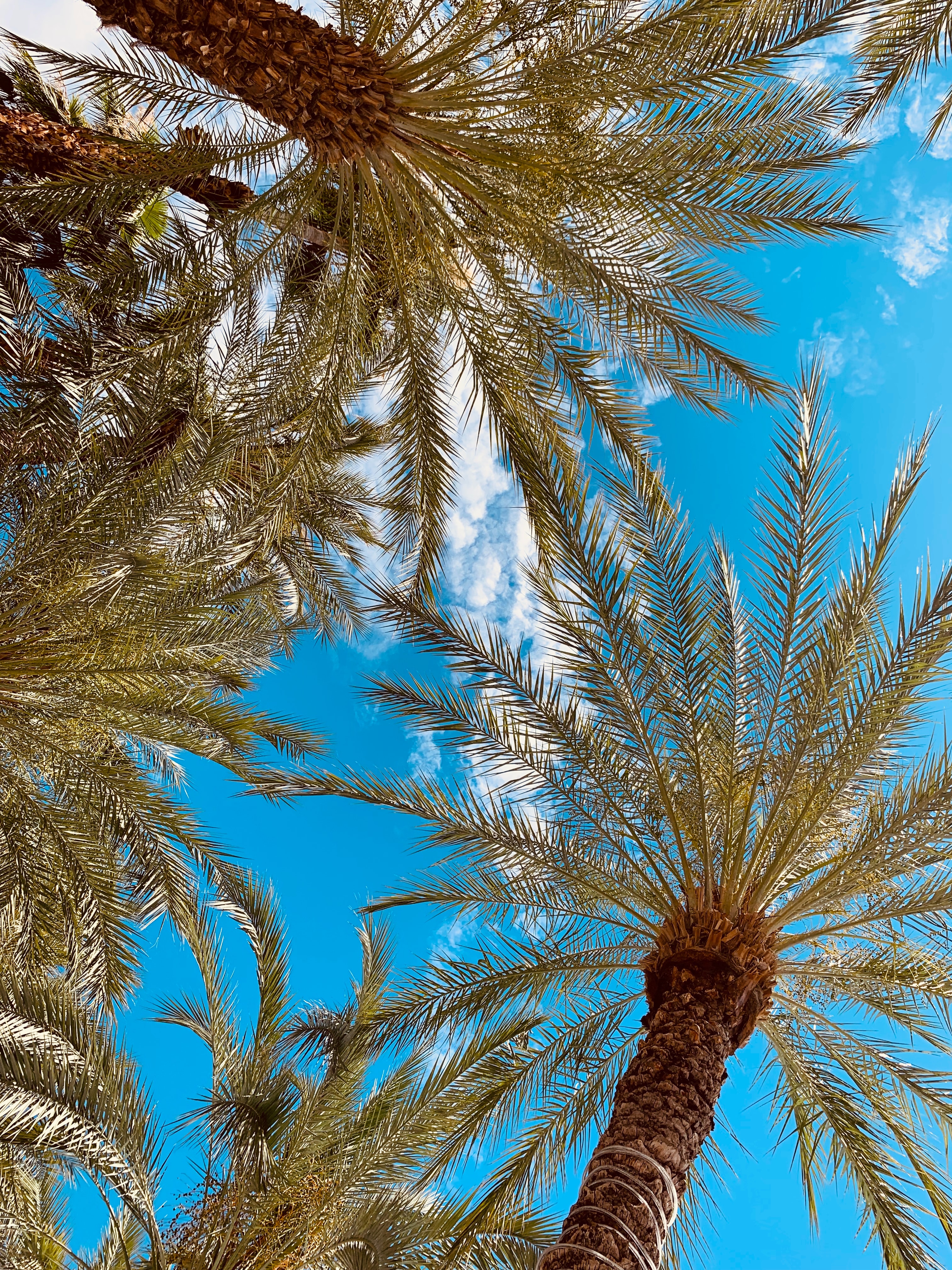 Download mobile wallpaper Branches, Bottom View, Sky, Nature, Palms for free.