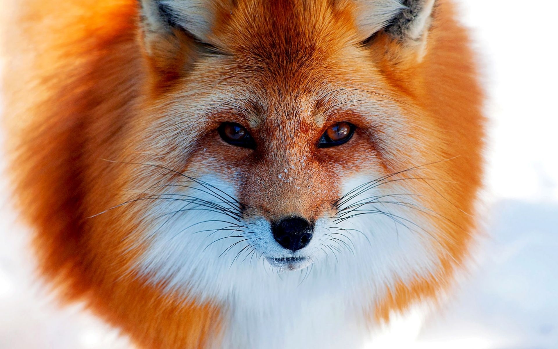 45146 télécharger l'image animaux, fox - fonds d'écran et économiseurs d'écran gratuits