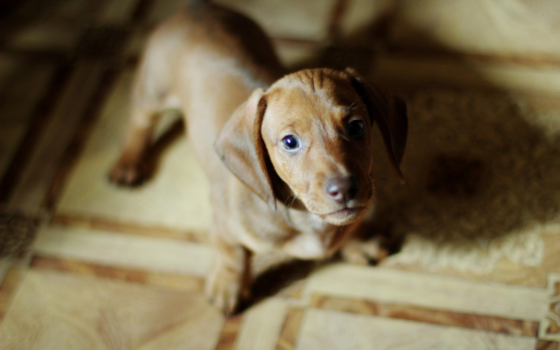 Handy-Wallpaper Tiere, Hunde, Hund kostenlos herunterladen.