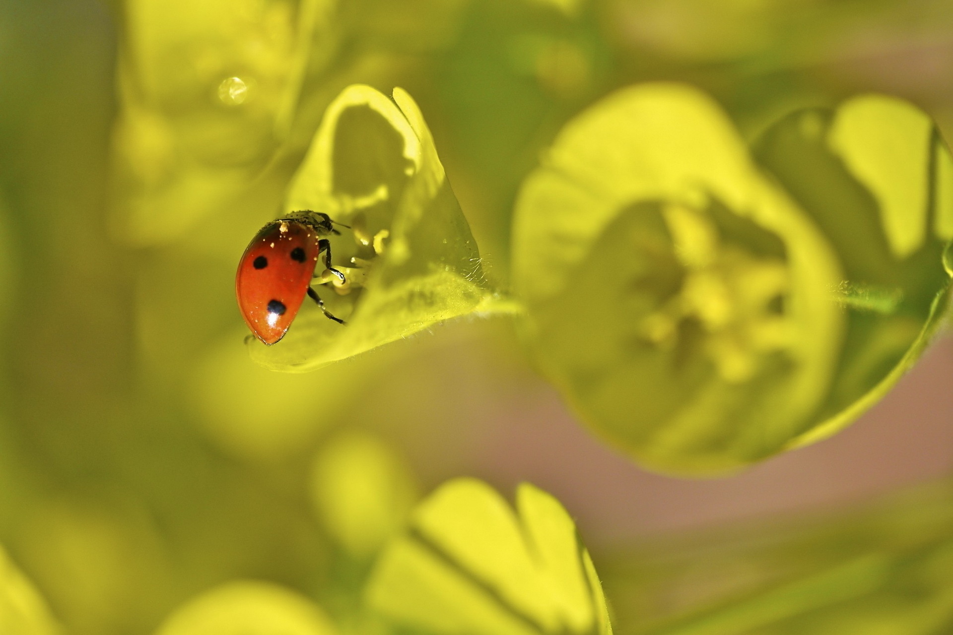 Free download wallpaper Animal, Ladybug on your PC desktop