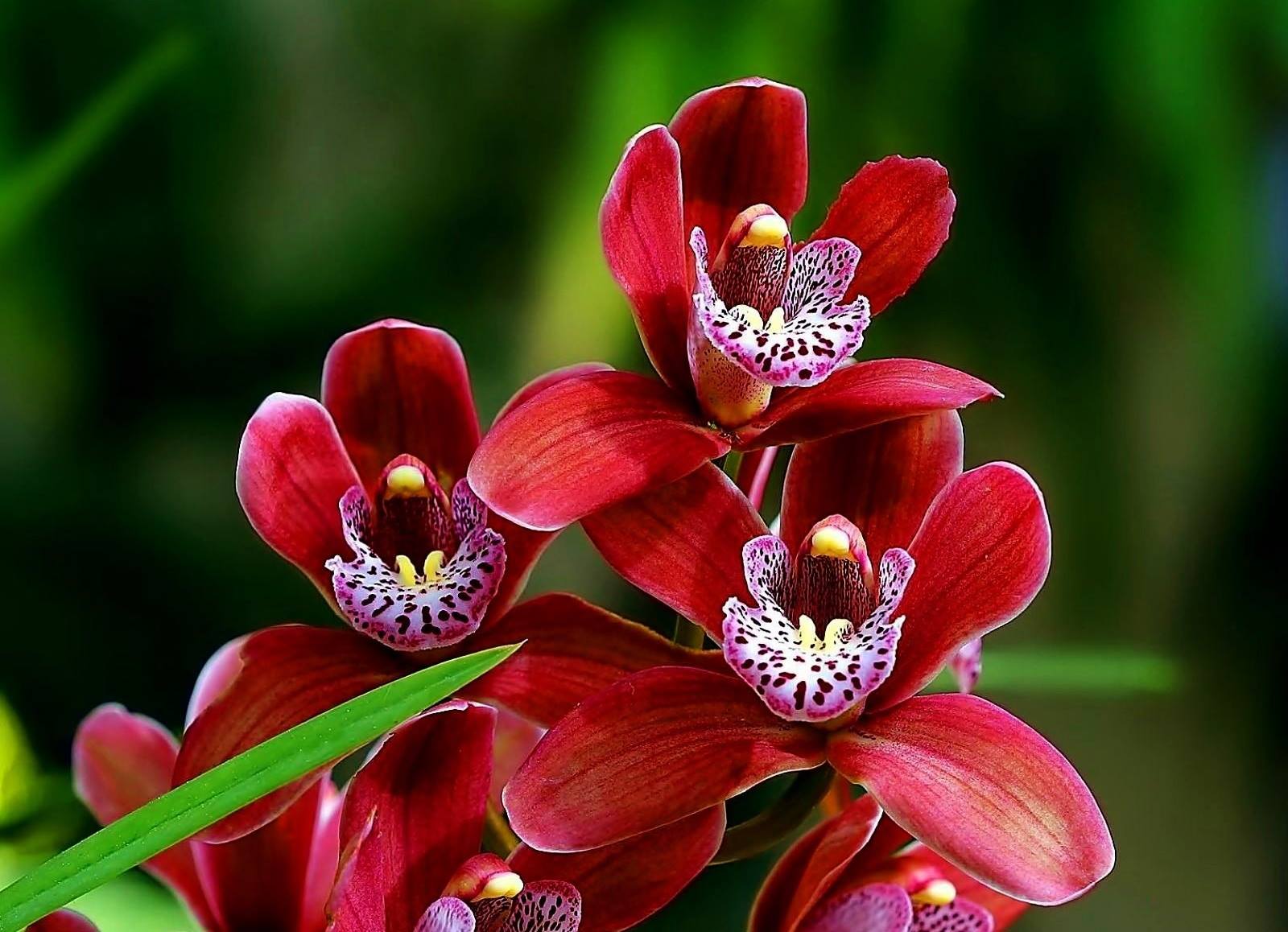 Descarga gratis la imagen Flores, Flor, De Cerca, Orquídea, Flor Roja, Tierra/naturaleza en el escritorio de tu PC