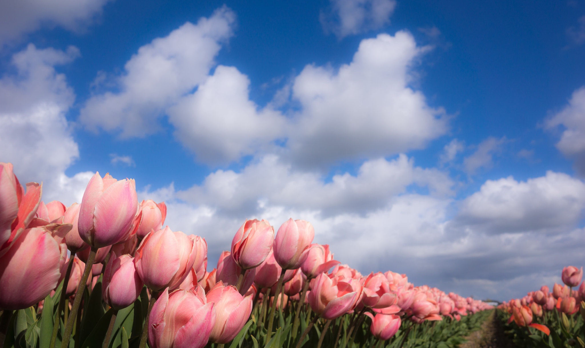 Baixe gratuitamente a imagem Natureza, Flores, Céu, Verão, Flor, Flor Rosa, Campo, Nuvem, Tulipa, Terra/natureza na área de trabalho do seu PC