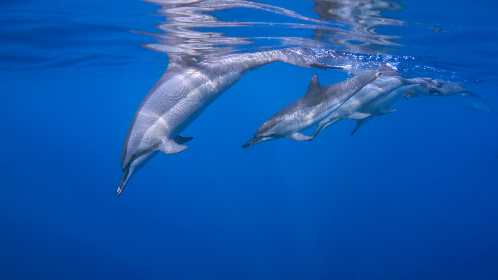 Скачать обои бесплатно Животные, Синий, Дельфин, Подводный картинка на рабочий стол ПК