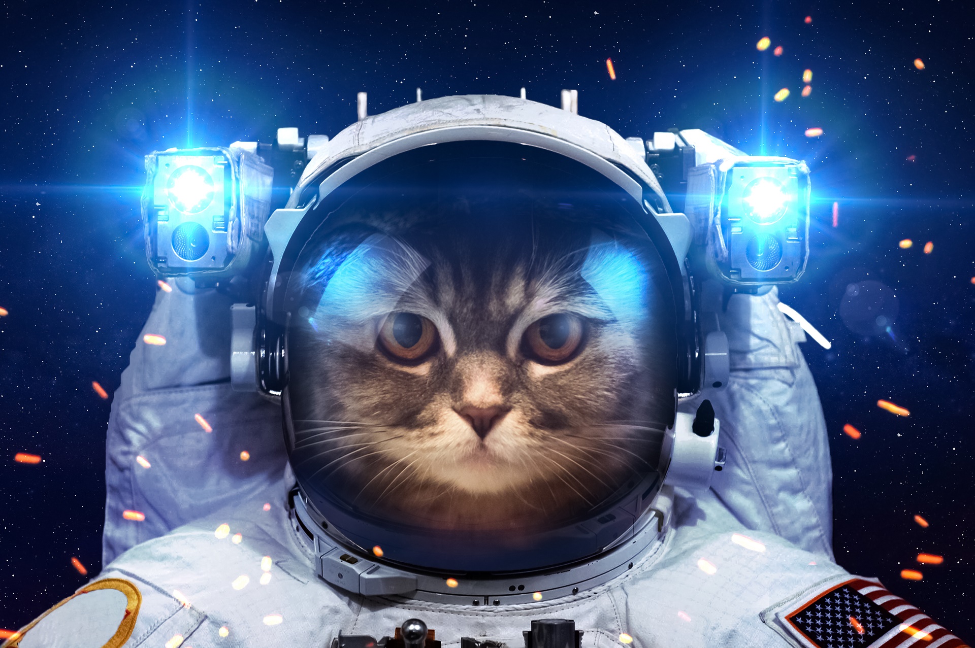 Laden Sie das Humor, Tiere, Katzen, Katze, Lustig-Bild kostenlos auf Ihren PC-Desktop herunter