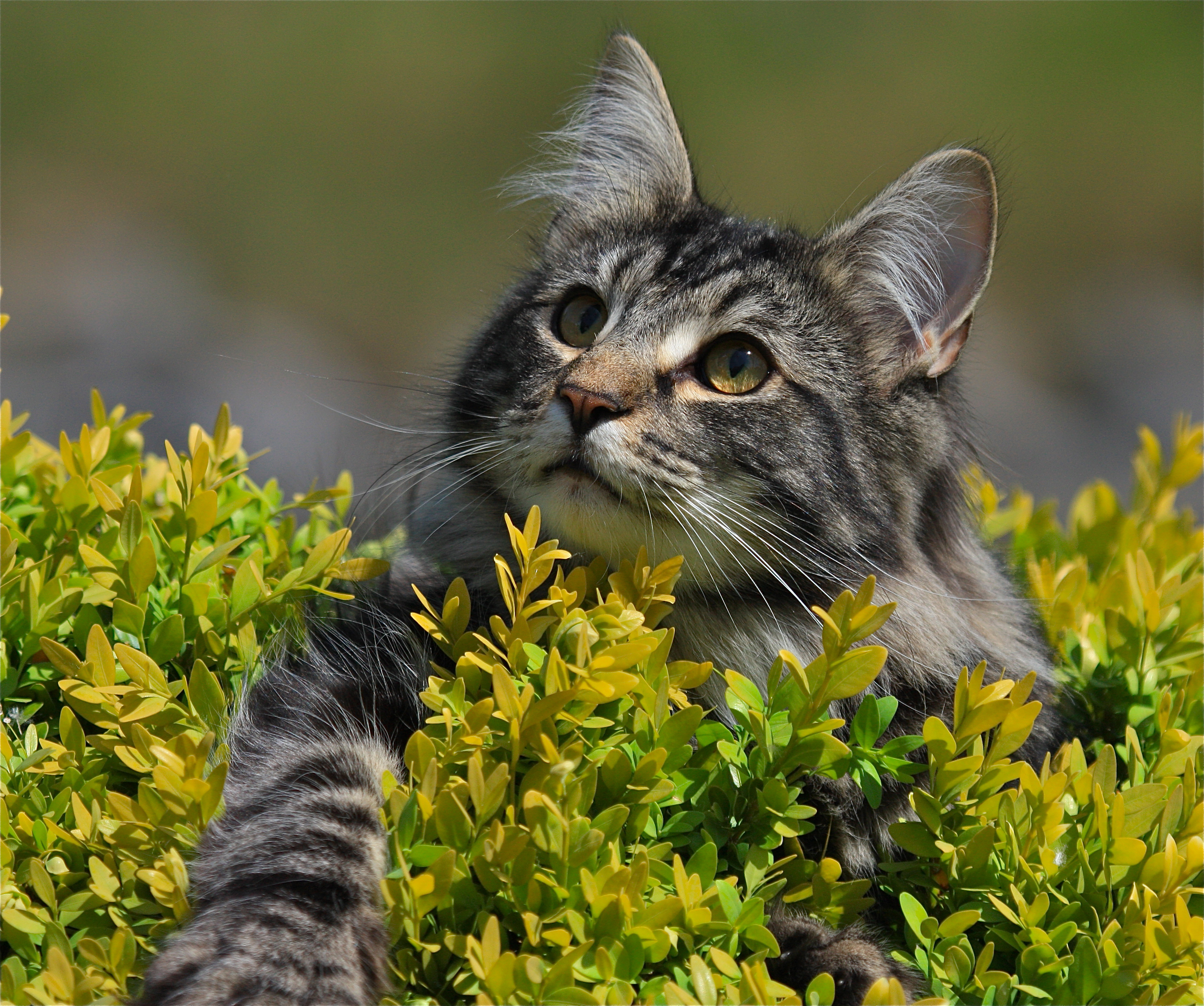 Handy-Wallpaper Tiere, Katzen, Katze kostenlos herunterladen.