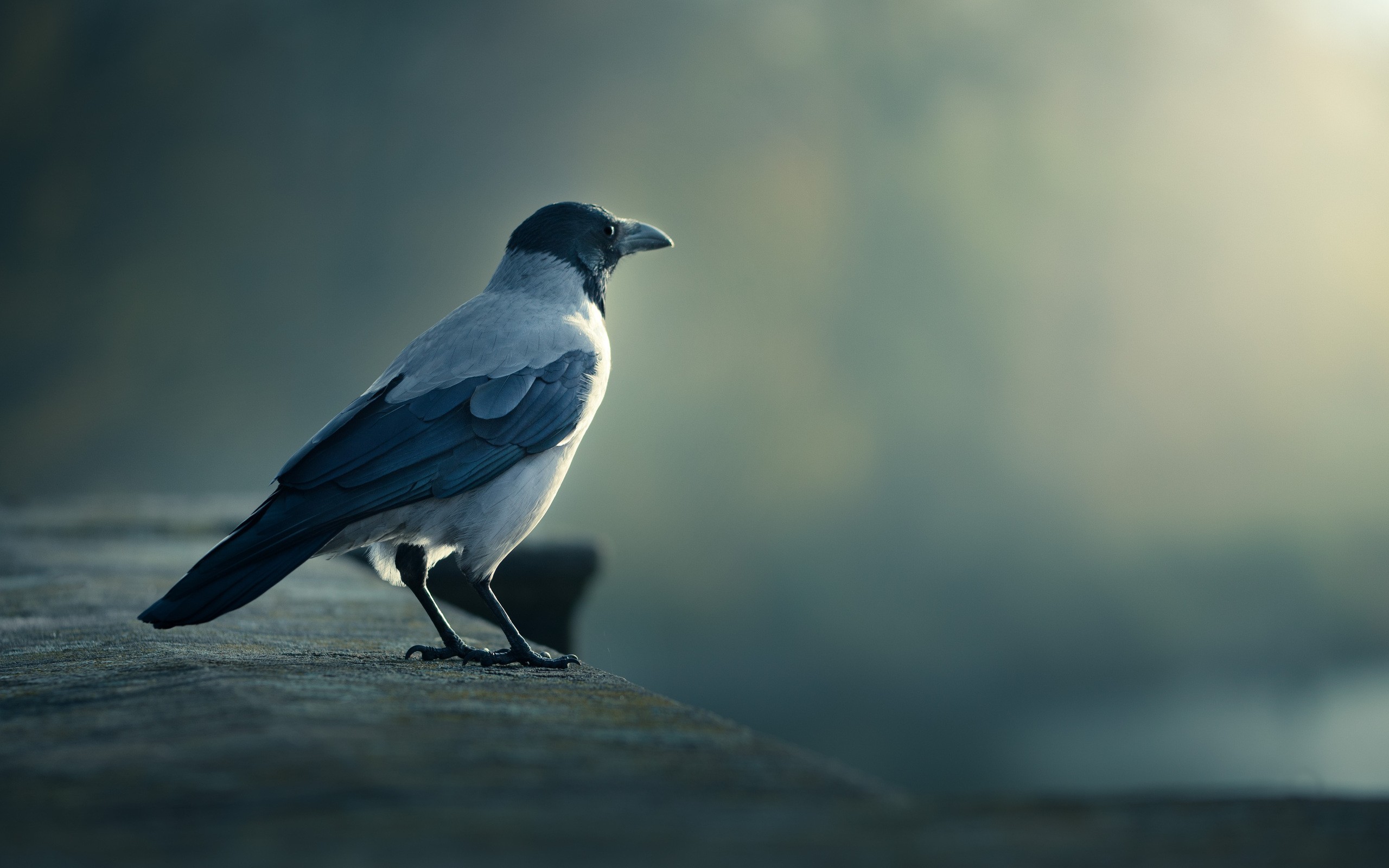 Téléchargez gratuitement l'image Animaux, Oiseau sur le bureau de votre PC