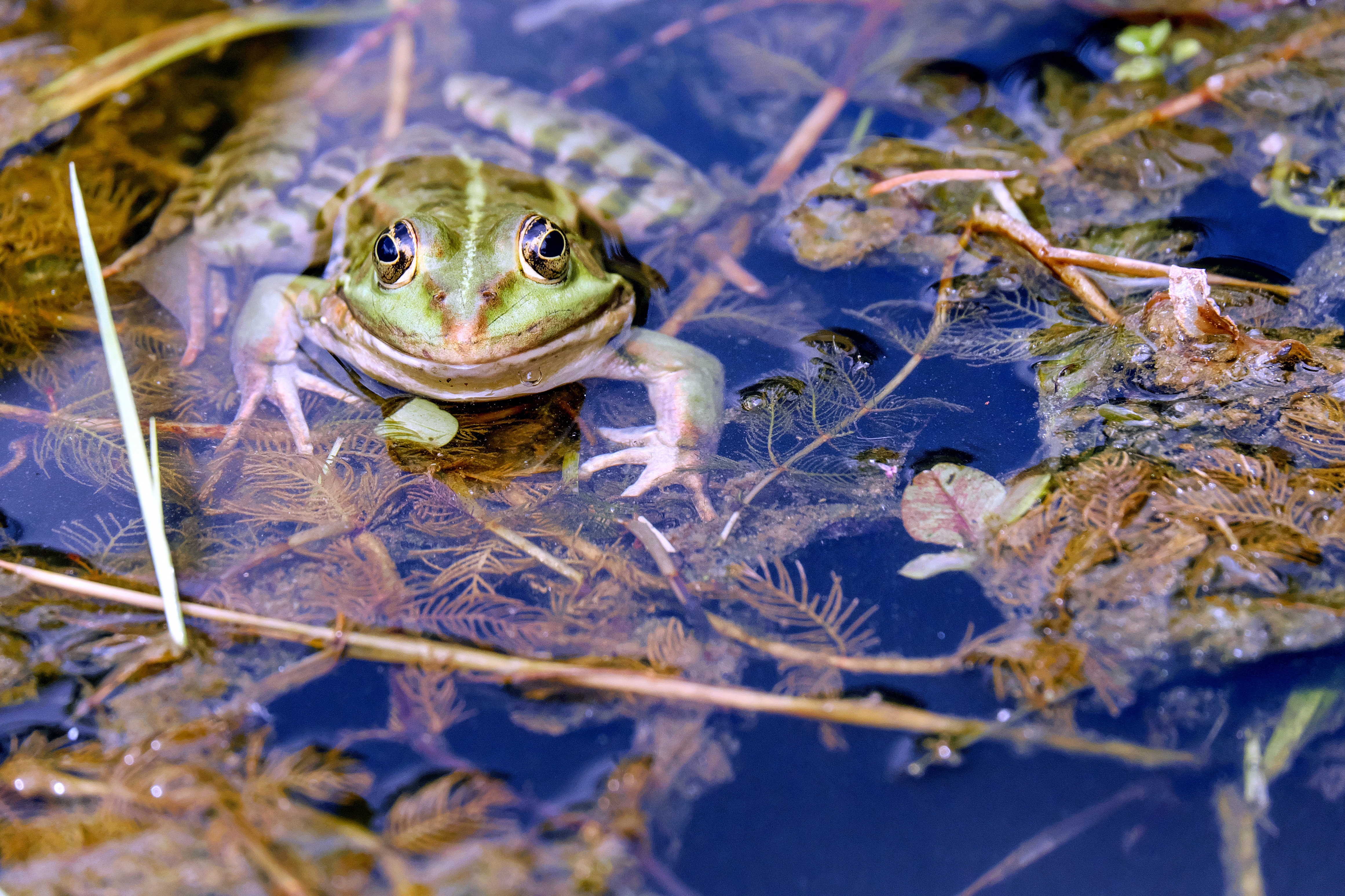 animal, frog, algae, water, frogs for android