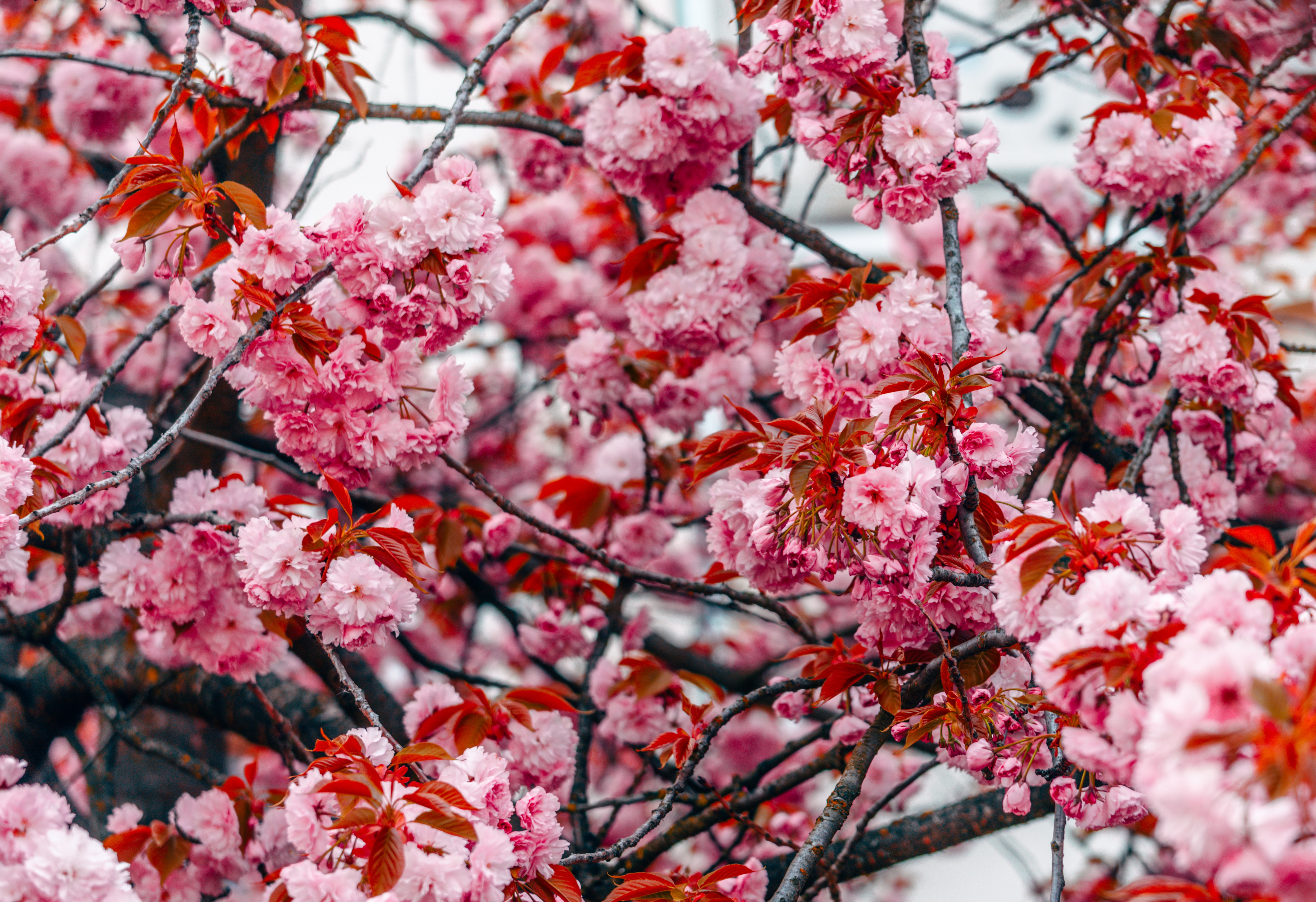 flowers, pink, wood, tree, branches, spring, blooms