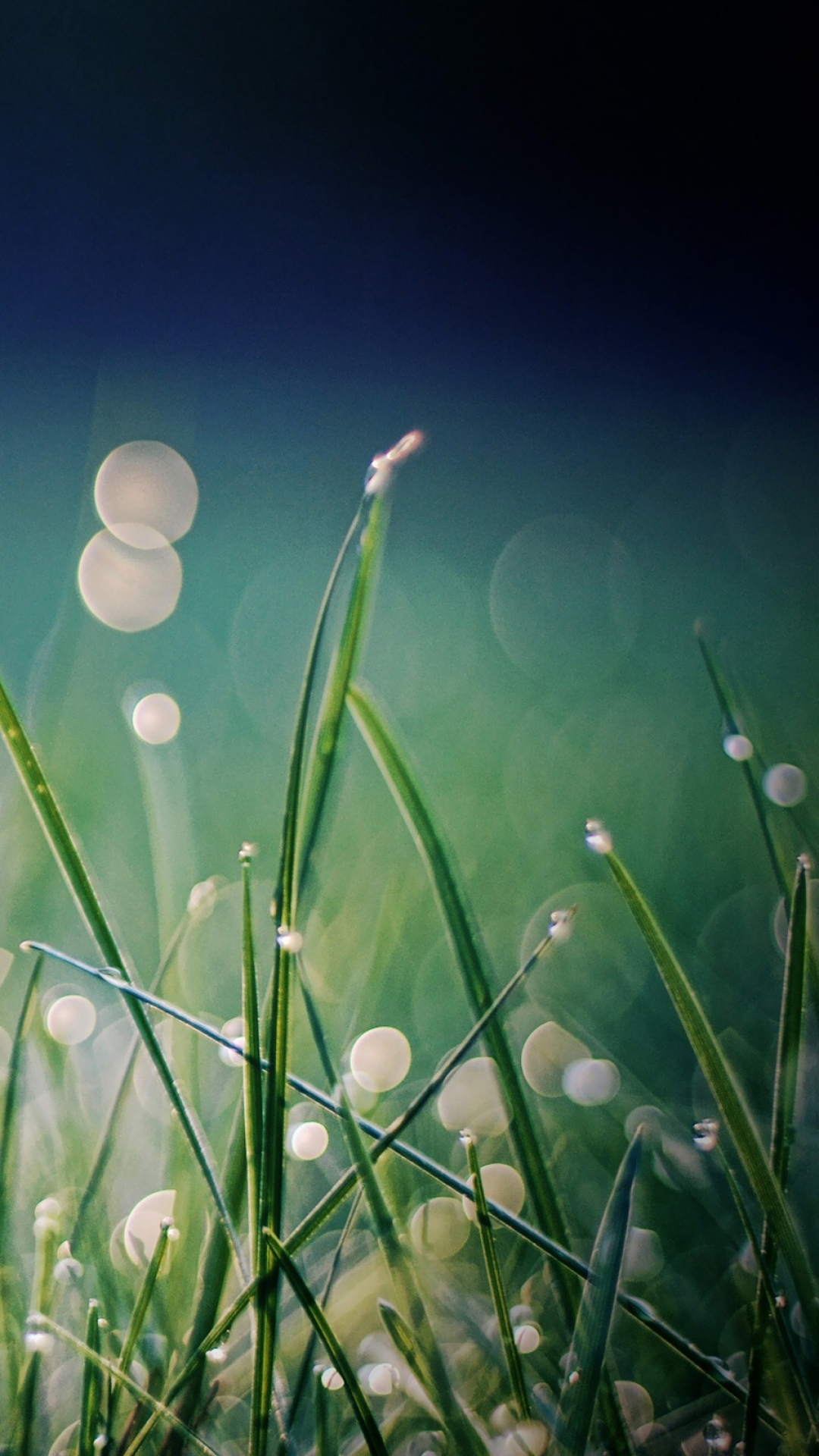 Download mobile wallpaper Grass, Earth for free.