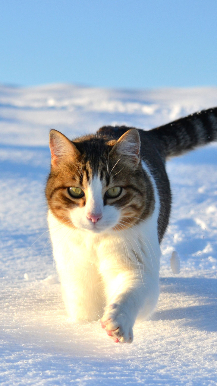 無料モバイル壁紙動物, ネコ, 猫をダウンロードします。