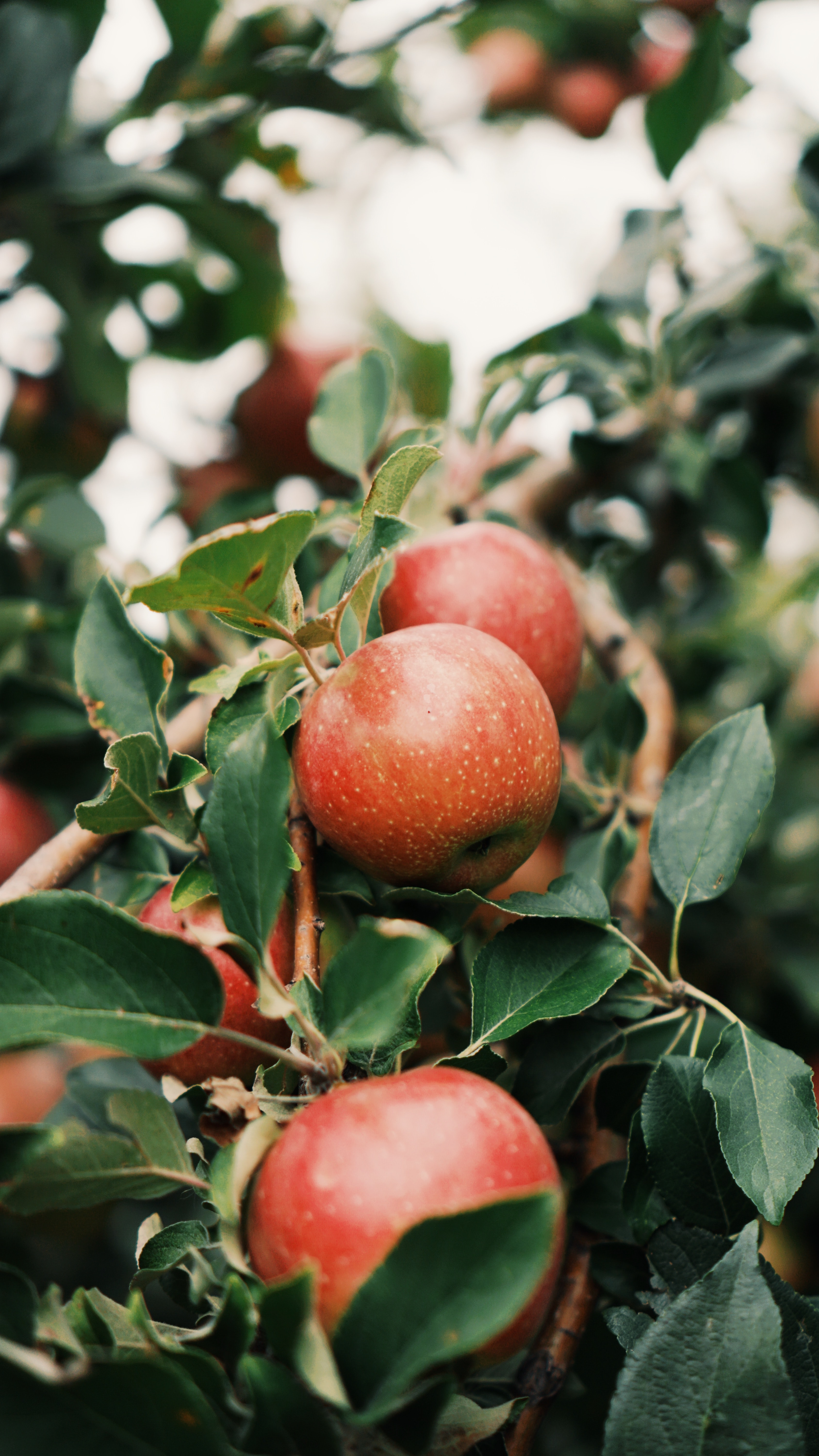 89573 скачать картинку яблоки, сад, еда, дерево, ветка, фрукт - обои и заставки бесплатно