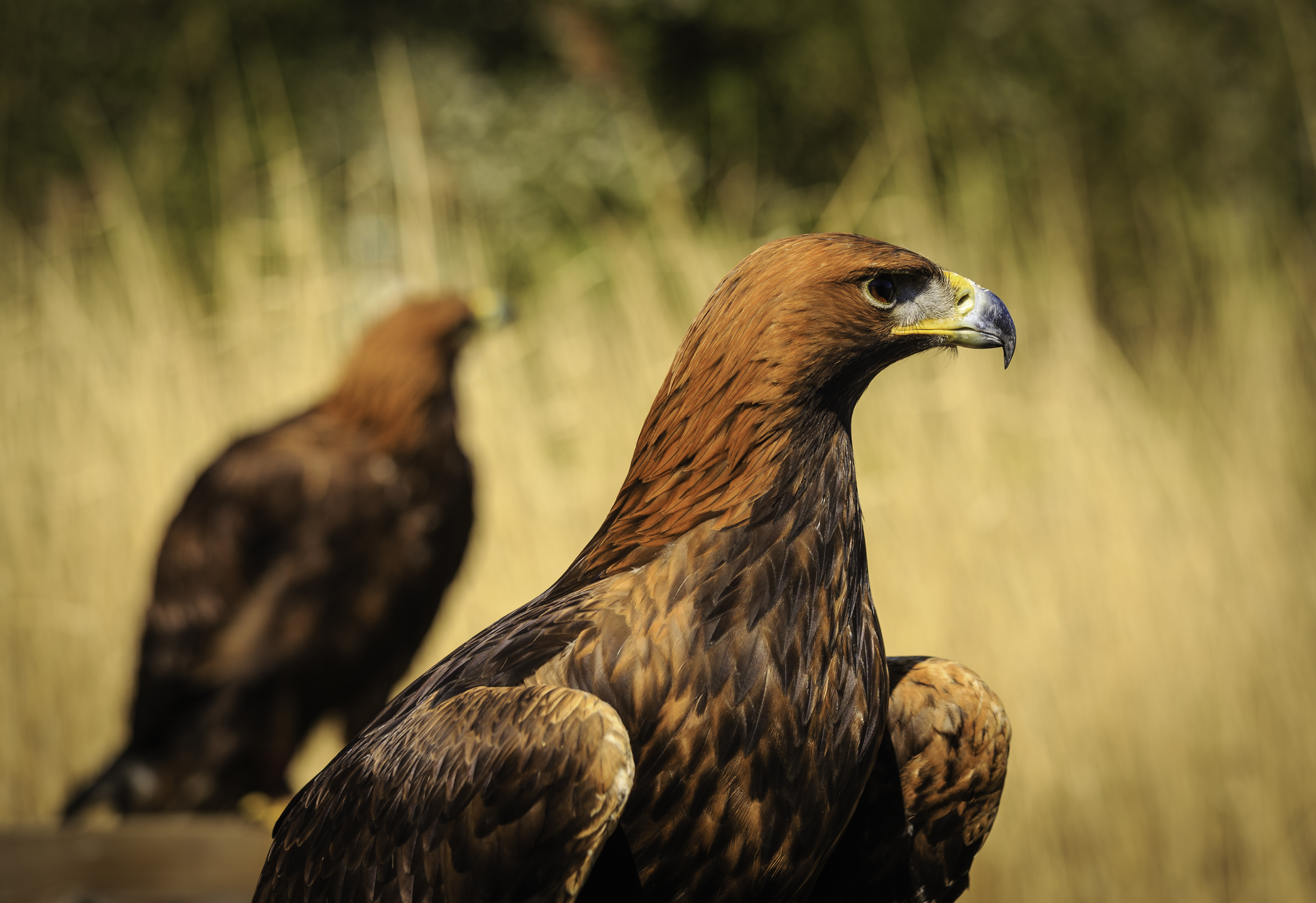 356942 descargar imagen animales, águila real, bokeh, águila, aves: fondos de pantalla y protectores de pantalla gratis