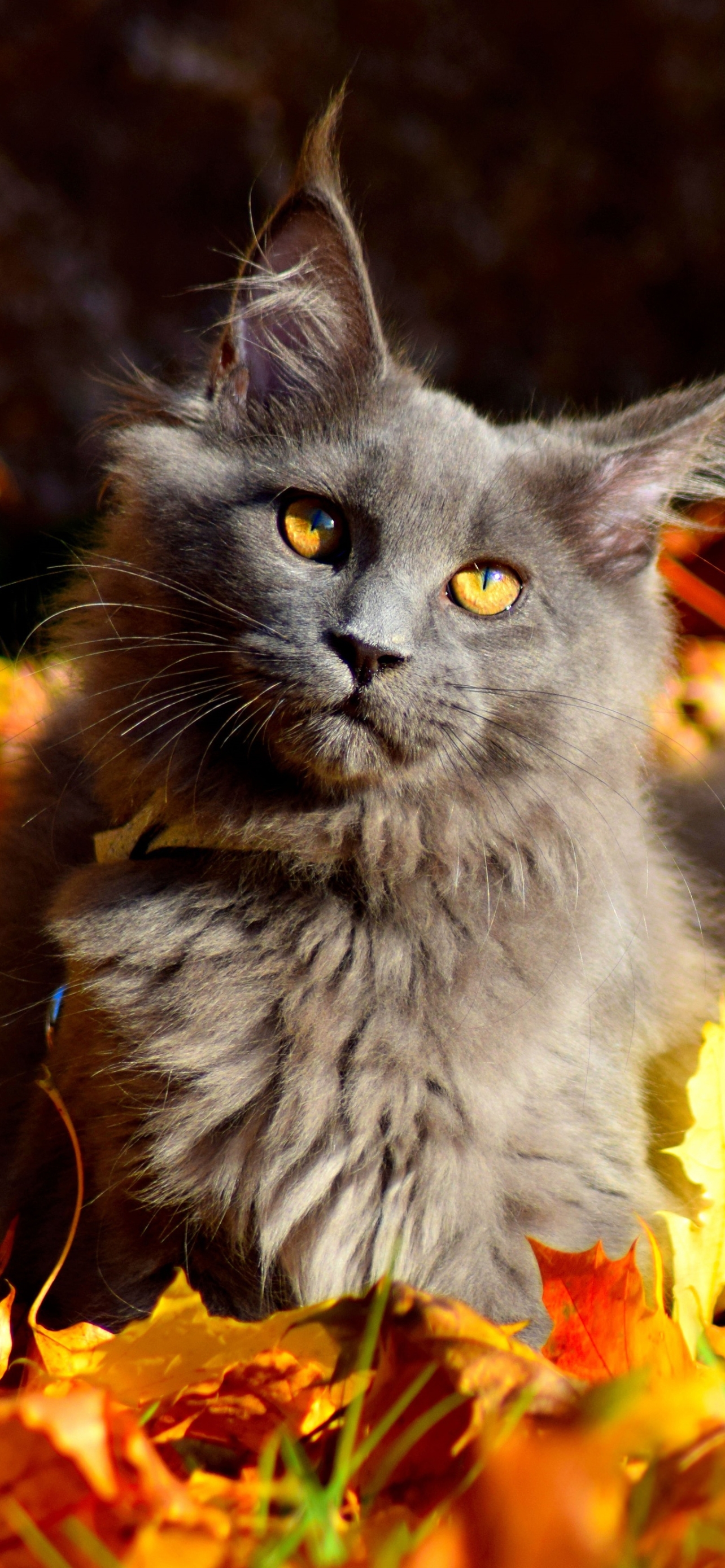 Download mobile wallpaper Cats, Animal, Maine Coon for free.