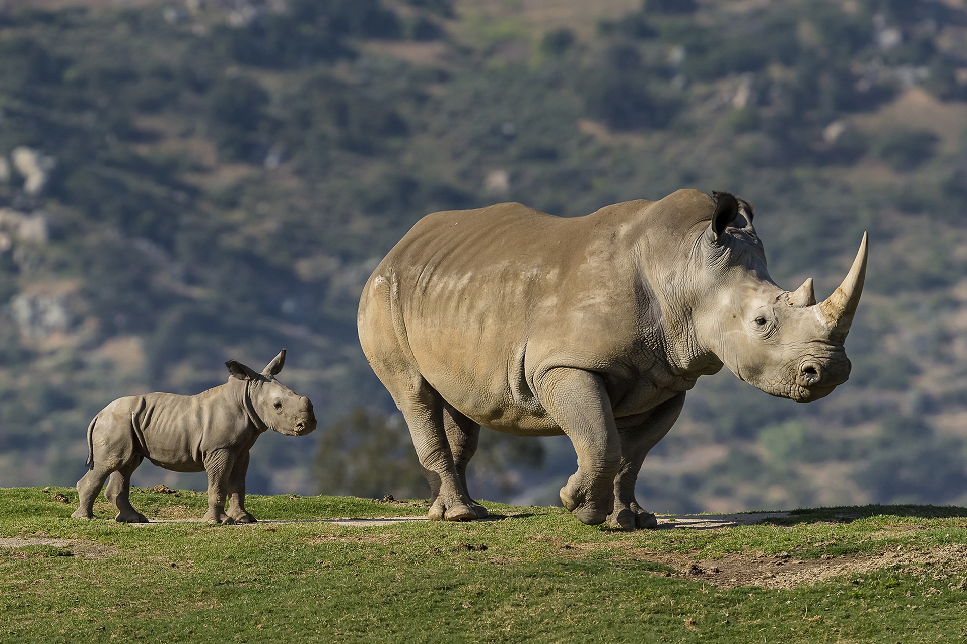 415166 Salvapantallas y fondos de pantalla Rinoceronte en tu teléfono. Descarga imágenes de  gratis