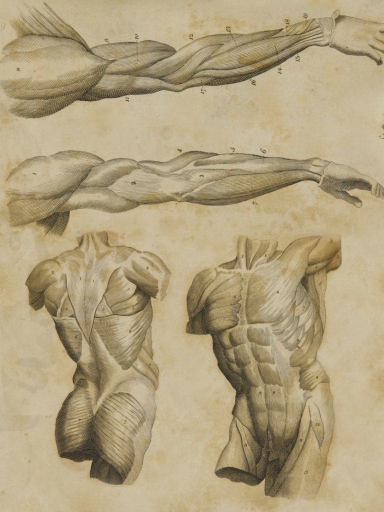 Download mobile wallpaper Artistic, Anatomy for free.
