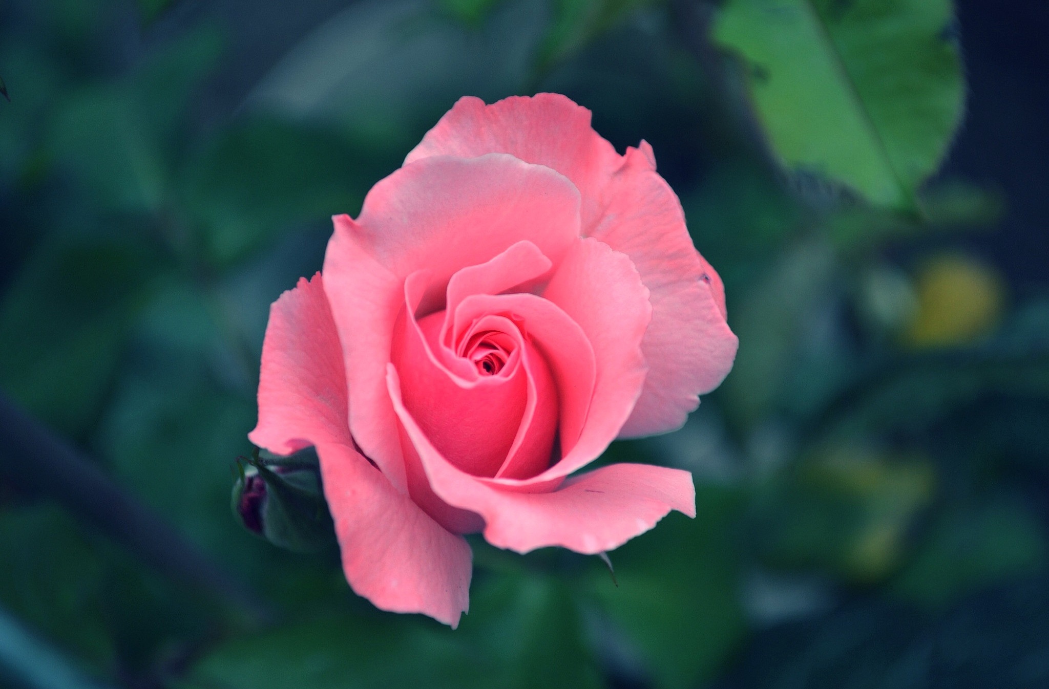 Téléchargez gratuitement l'image Fleurs, Rose, Fleur, Terre/nature, Rose Rose sur le bureau de votre PC