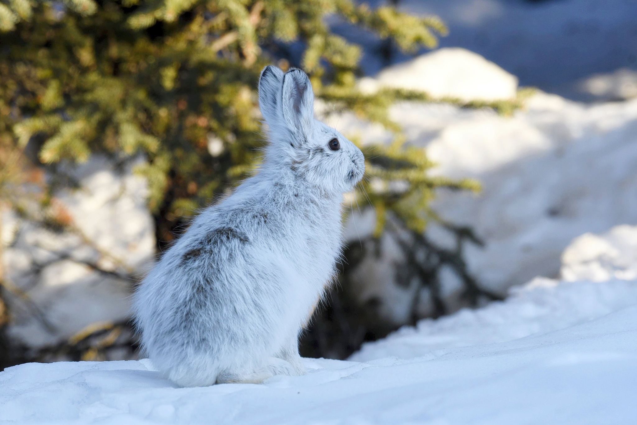 PCデスクトップに動物, 冬, 雪, 野ウサギ画像を無料でダウンロード