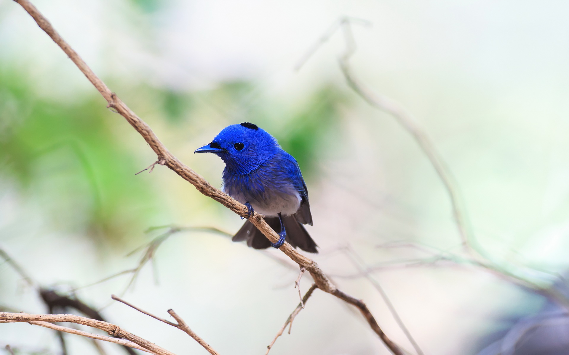 Laden Sie das Vogel, Vögel, Tiere-Bild kostenlos auf Ihren PC-Desktop herunter