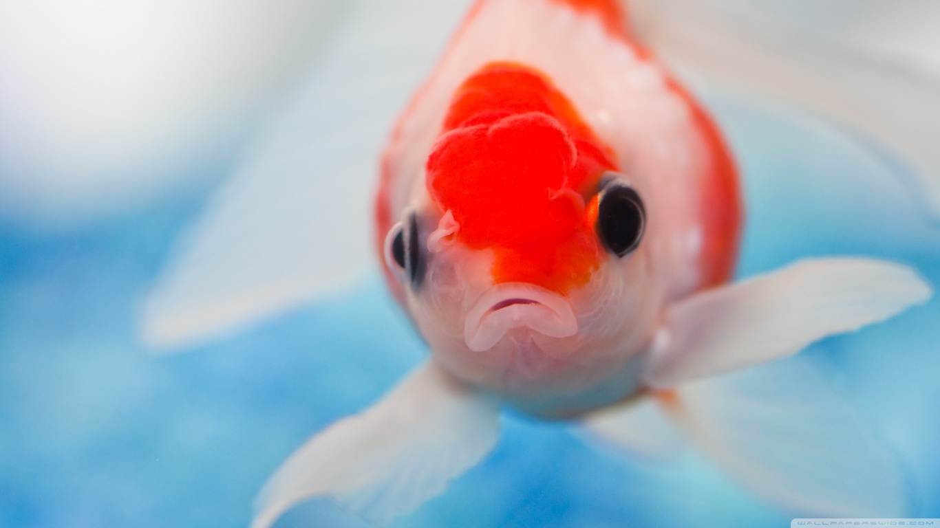 Download mobile wallpaper Animal, Fish, Goldfish for free.