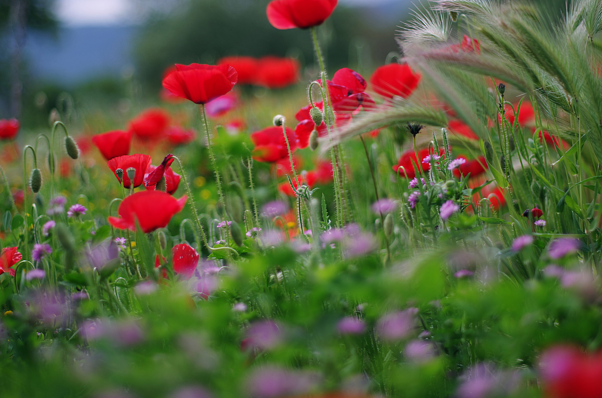 無料モバイル壁紙自然, フラワーズ, ポピー, 花, 地球, 牧草地, 赤い花をダウンロードします。